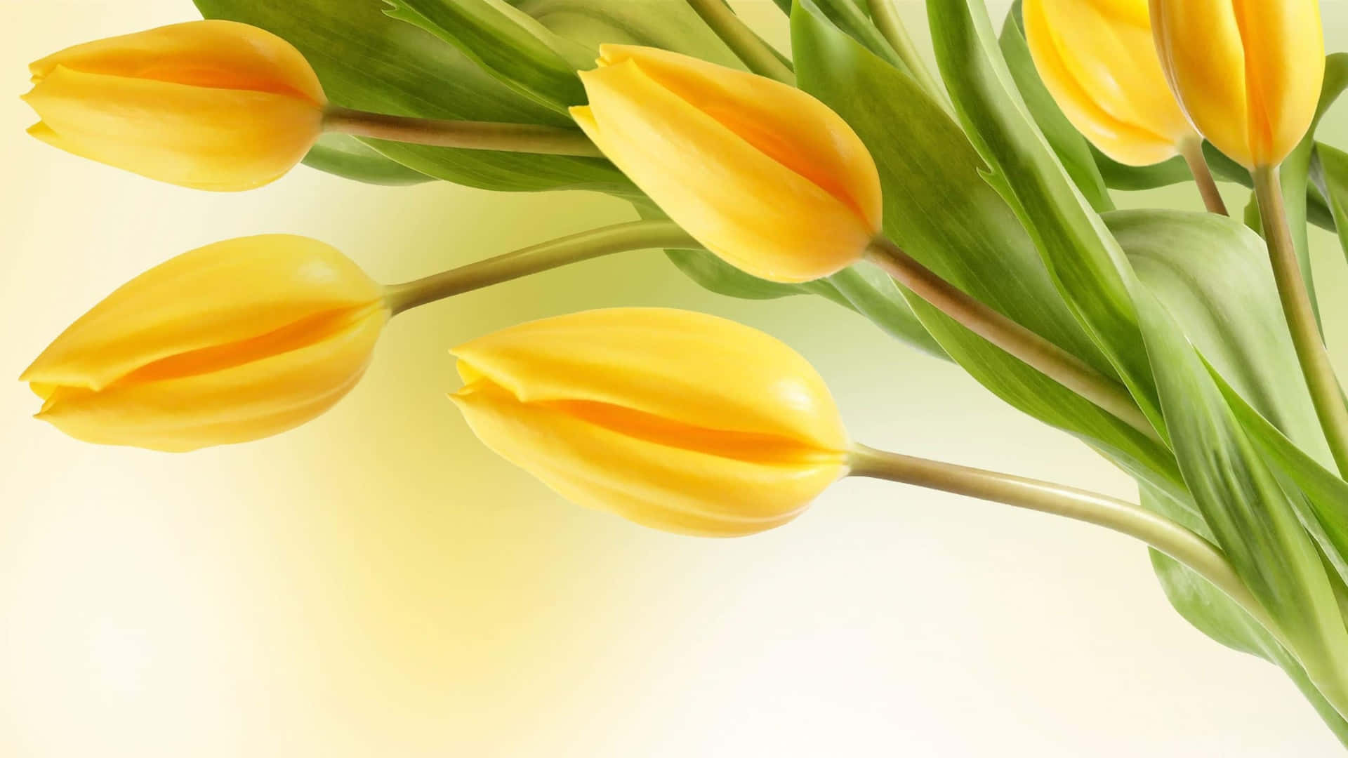 yellow tulip bouquet, vibrant yellow tulips, green stems and leaves, Full HD Desktop Wallpaper