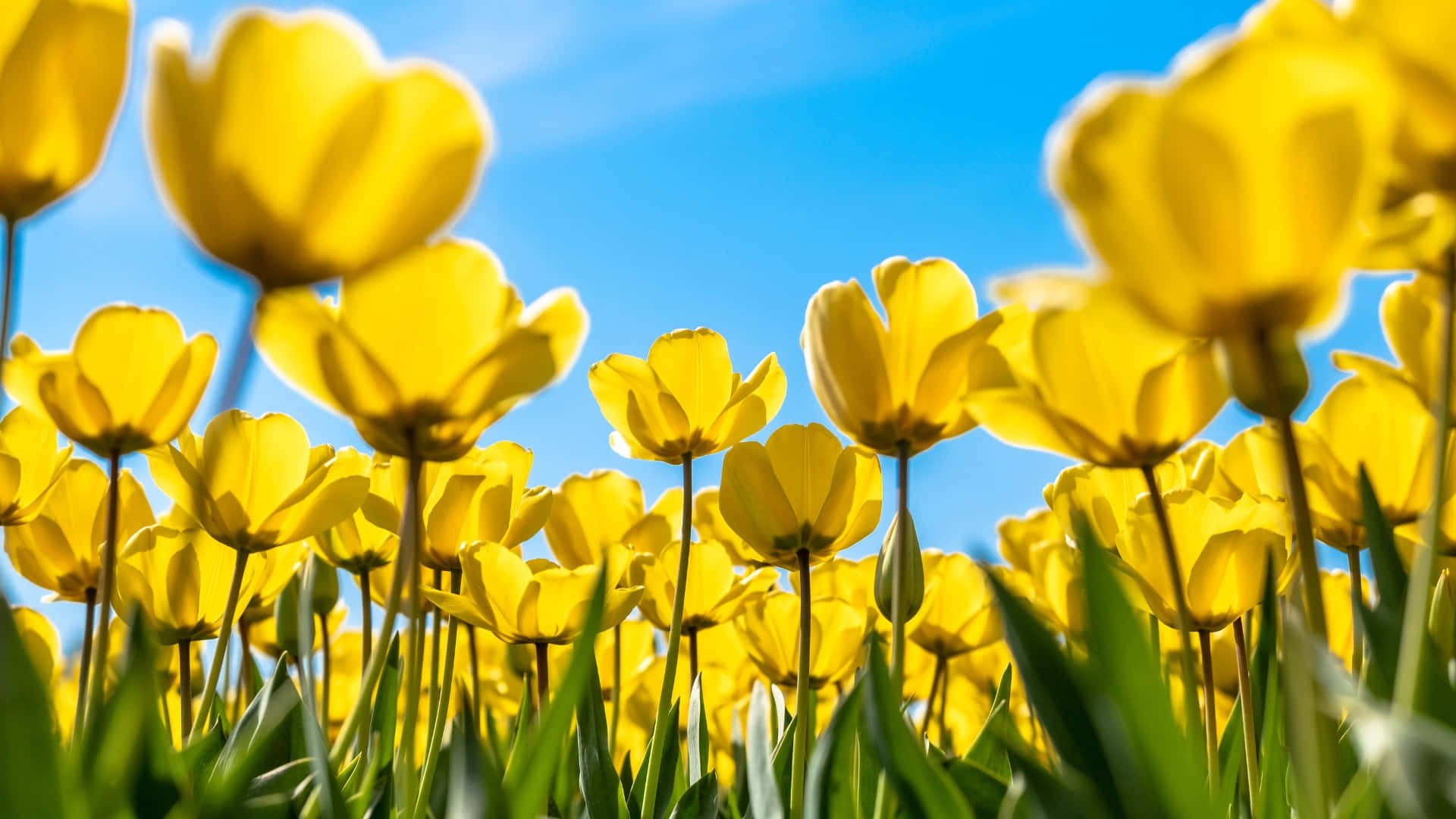 bright yellow tulip field, vibrant yellow tulips, sunlit field, Full HD Desktop Wallpaper