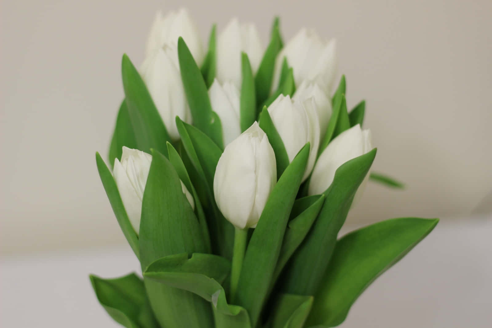 white tulips, bouquet, vibrant green leaves, HD Desktop Wallpaper