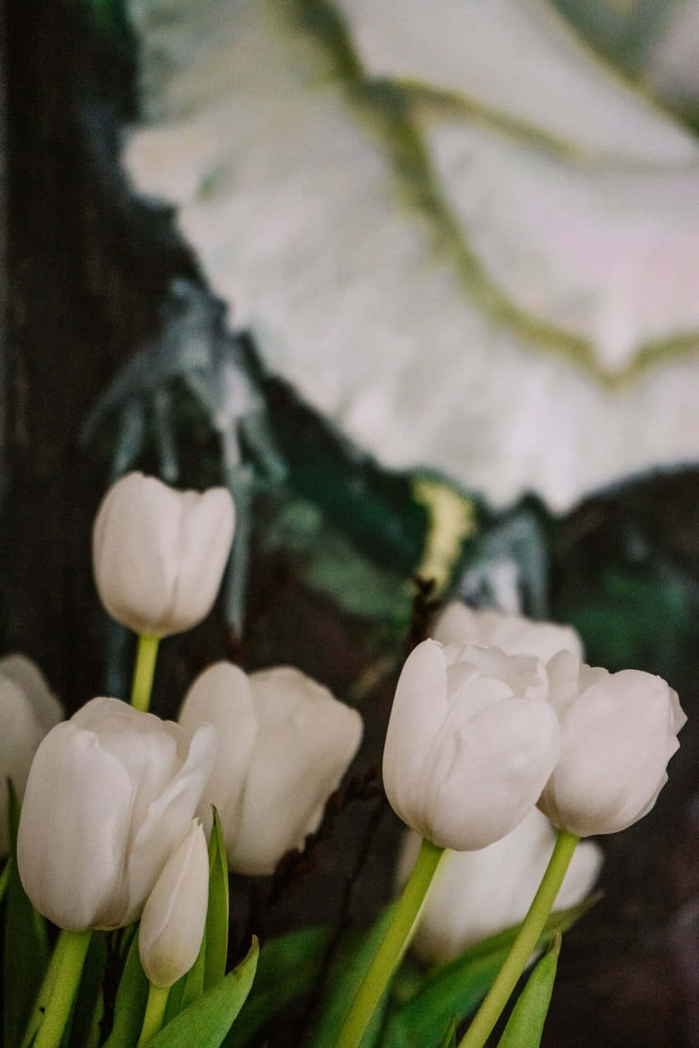 white tulips, soft focus, dark textured backdrop, HD Phone Wallpaper