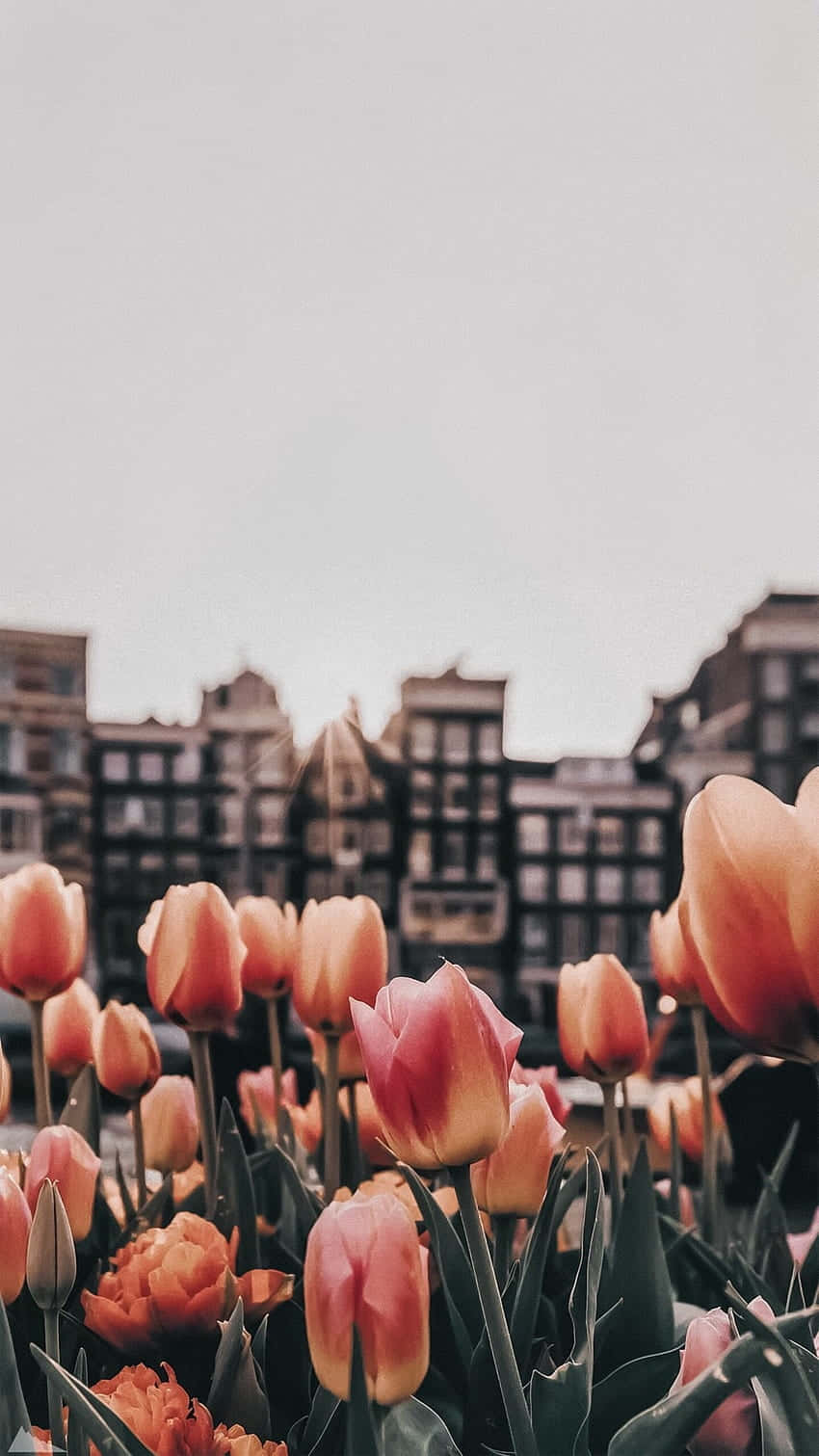 Tulips, urban setting, vibrant pink and orange tulips, HD Phone Wallpaper