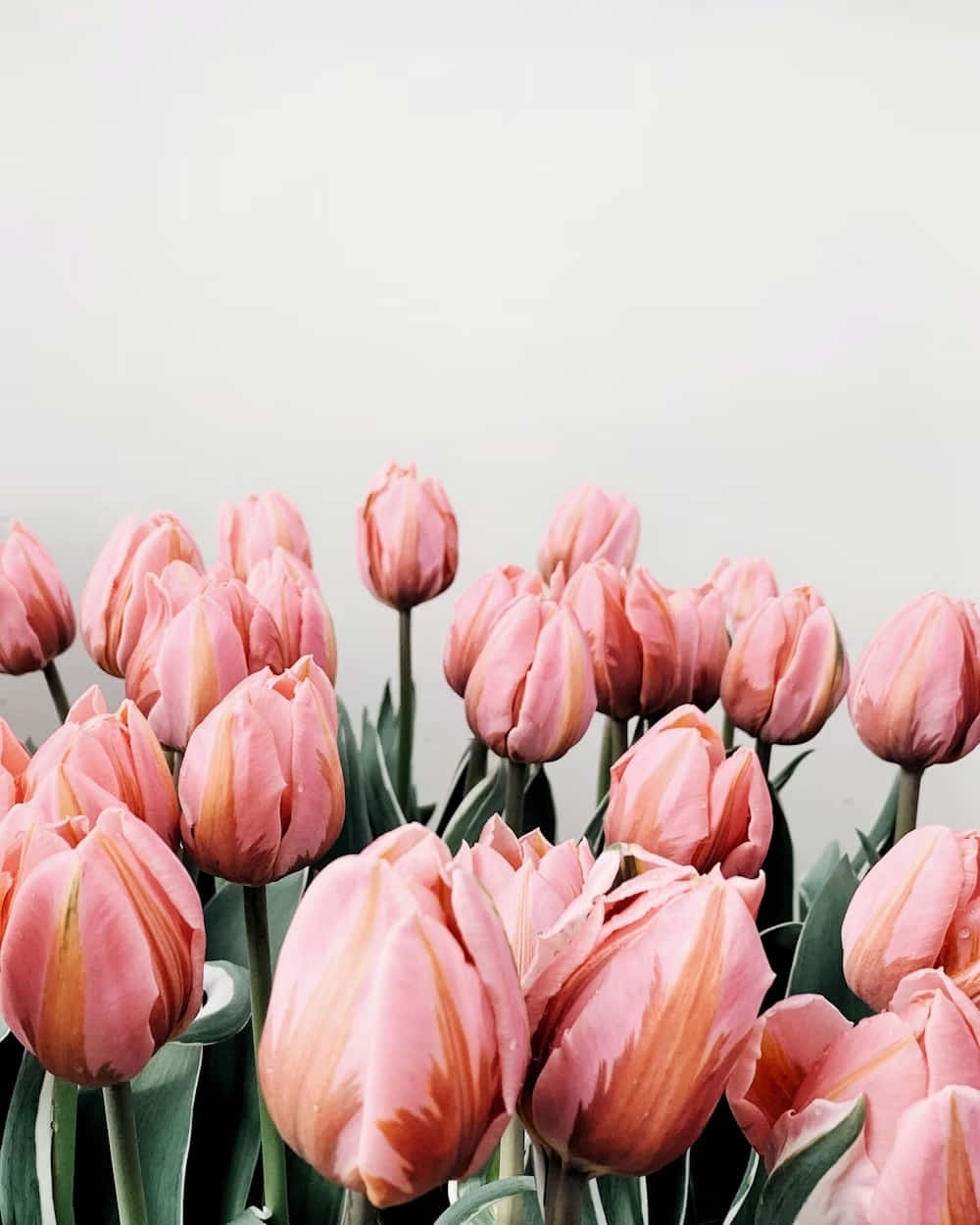 Blushing Tulips Aesthetic, soft pink tulips, green stems, SD Phone Wallpaper