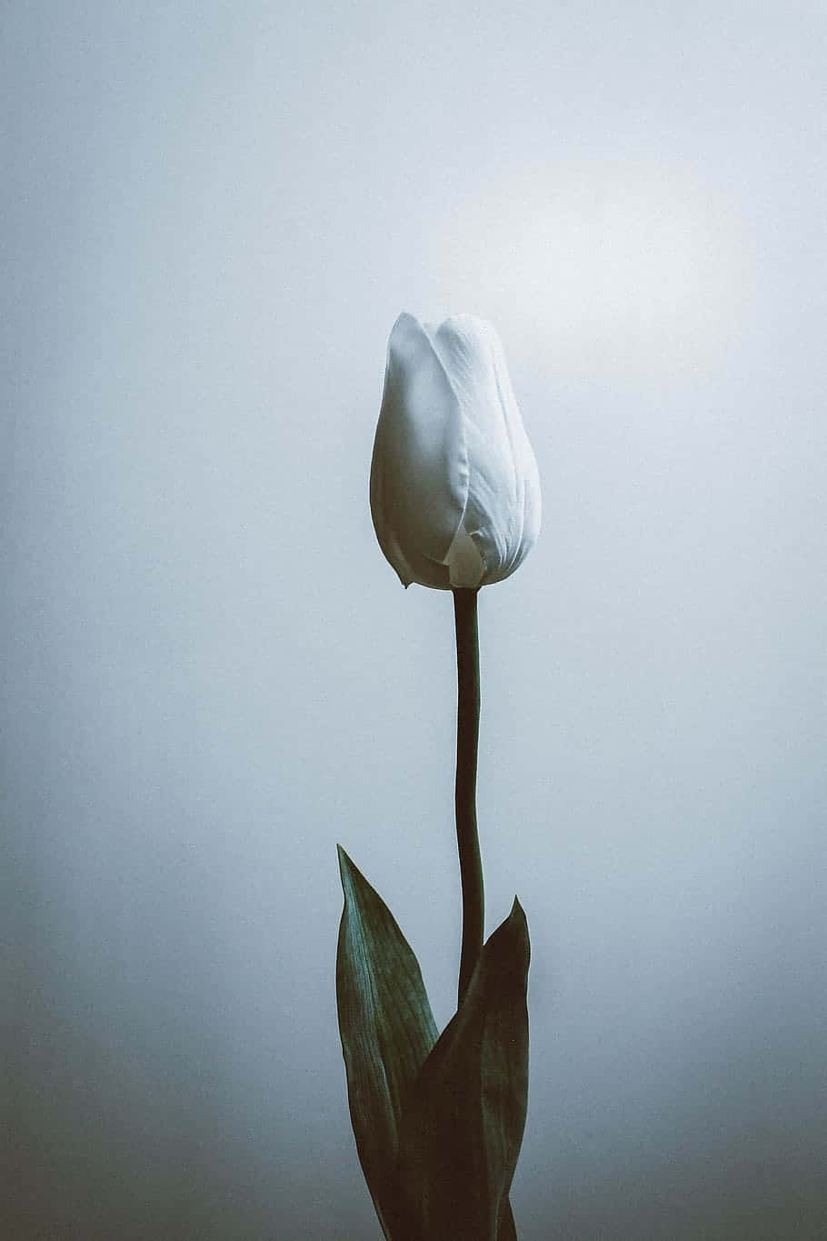 single white tulip, minimalist aesthetic, soft gray background, HD Phone Wallpaper