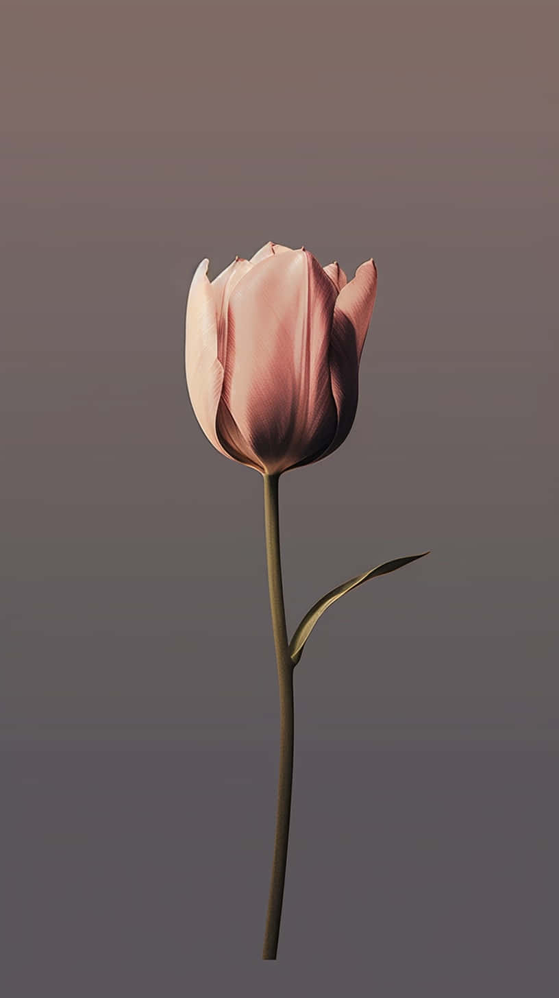elegant single pink tulip, delicate pink tulip bud, slender stem, HD Phone Wallpaper