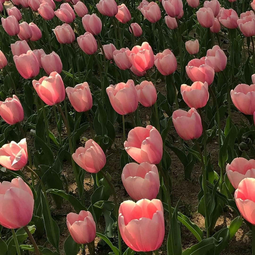blushing tulip field aesthetic, vibrant pink tulips, sunlit field, SD Desktop Wallpaper