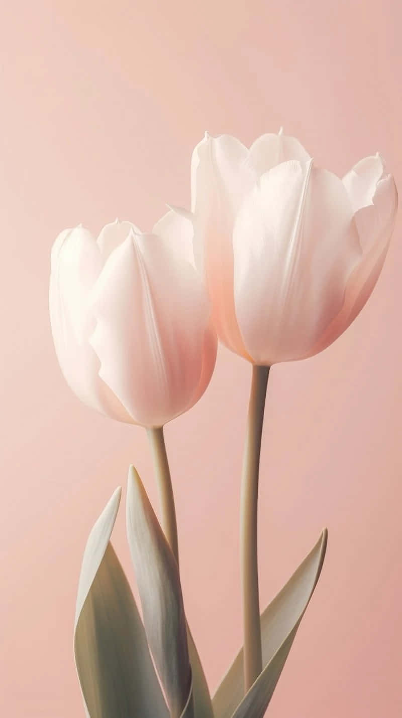 elegant pink tulips aesthetic, soft pink tulips, delicate petals, HD Phone Wallpaper