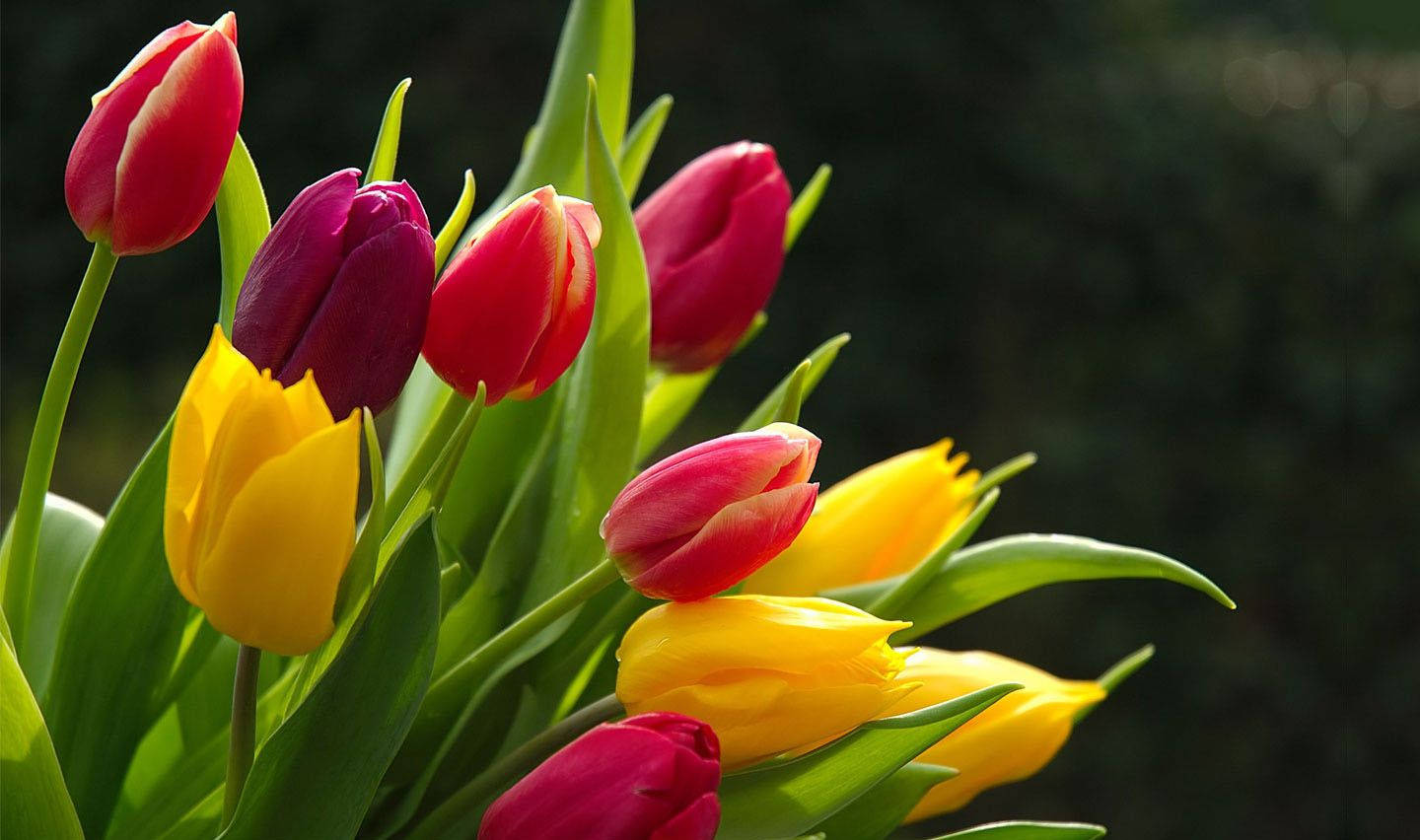 Fresh Tulip Flower, vibrant red, yellow tulips, HD Desktop Wallpaper