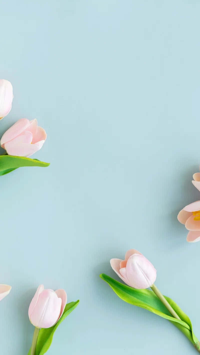 pastel tulips, soft pink tulips, green stems, HD Phone Wallpaper