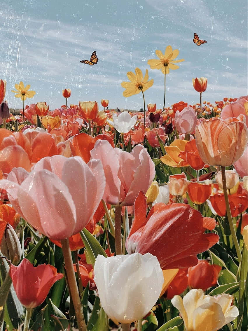 pink orange and white tulips, blue sky, monarch butterflies, SD Phone Wallpaper
