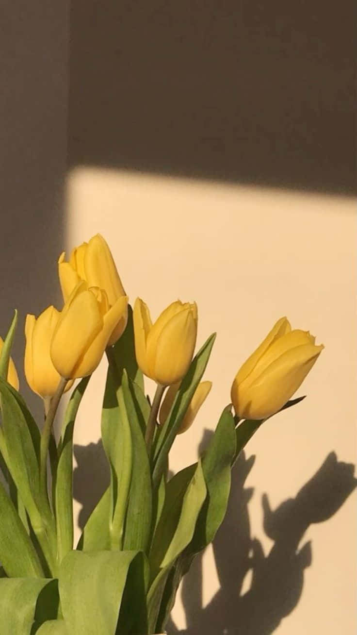 golden tulips, shadow aesthetic, bright yellow tulips, HD Phone Wallpaper