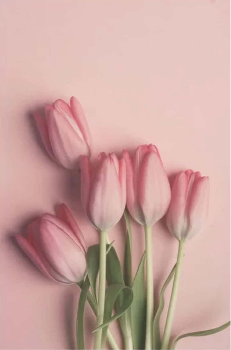 pink tulips, green stems, pastel pink background, SD Phone Wallpaper