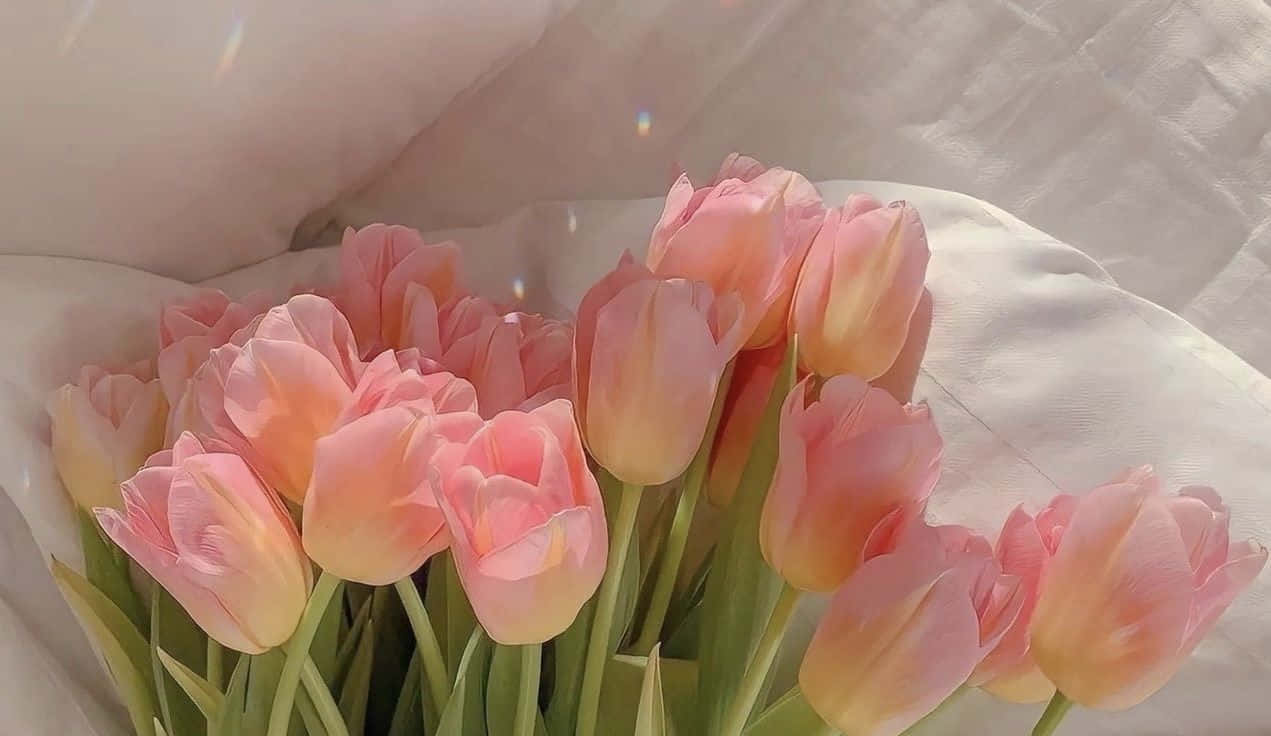 soft pink tulips, pastel pink tulips, yellow gradients, SD Desktop Wallpaper