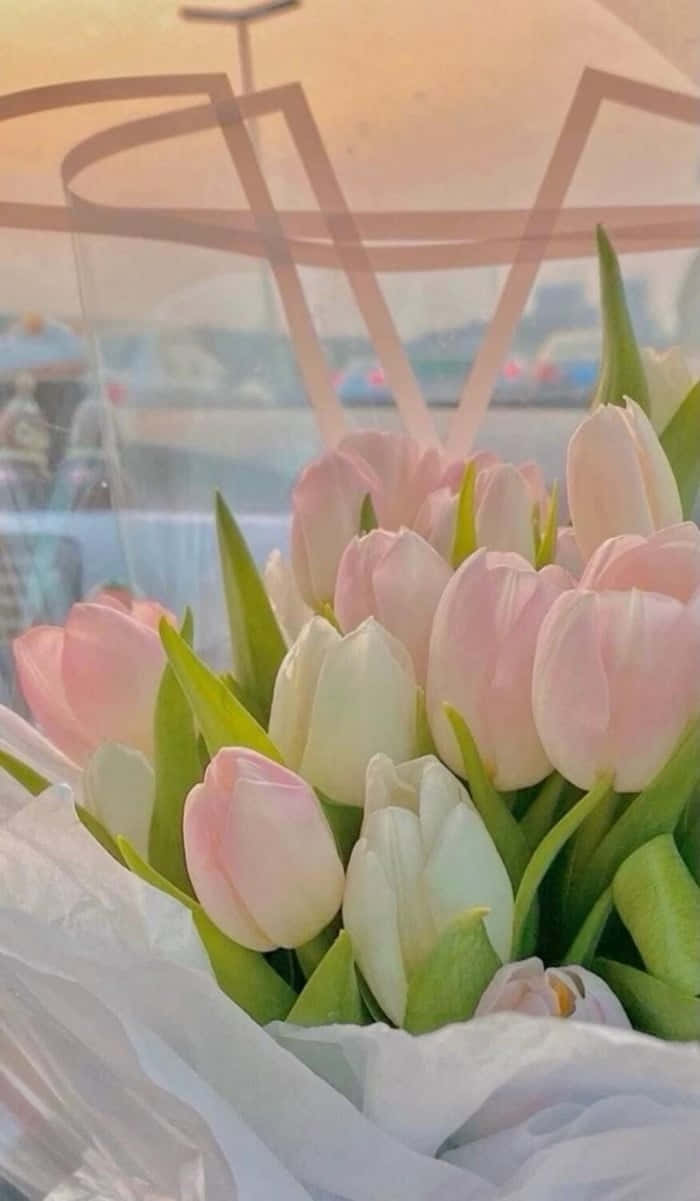 pastel tulips, sunset glow, pink and white tulips, SD Phone Wallpaper