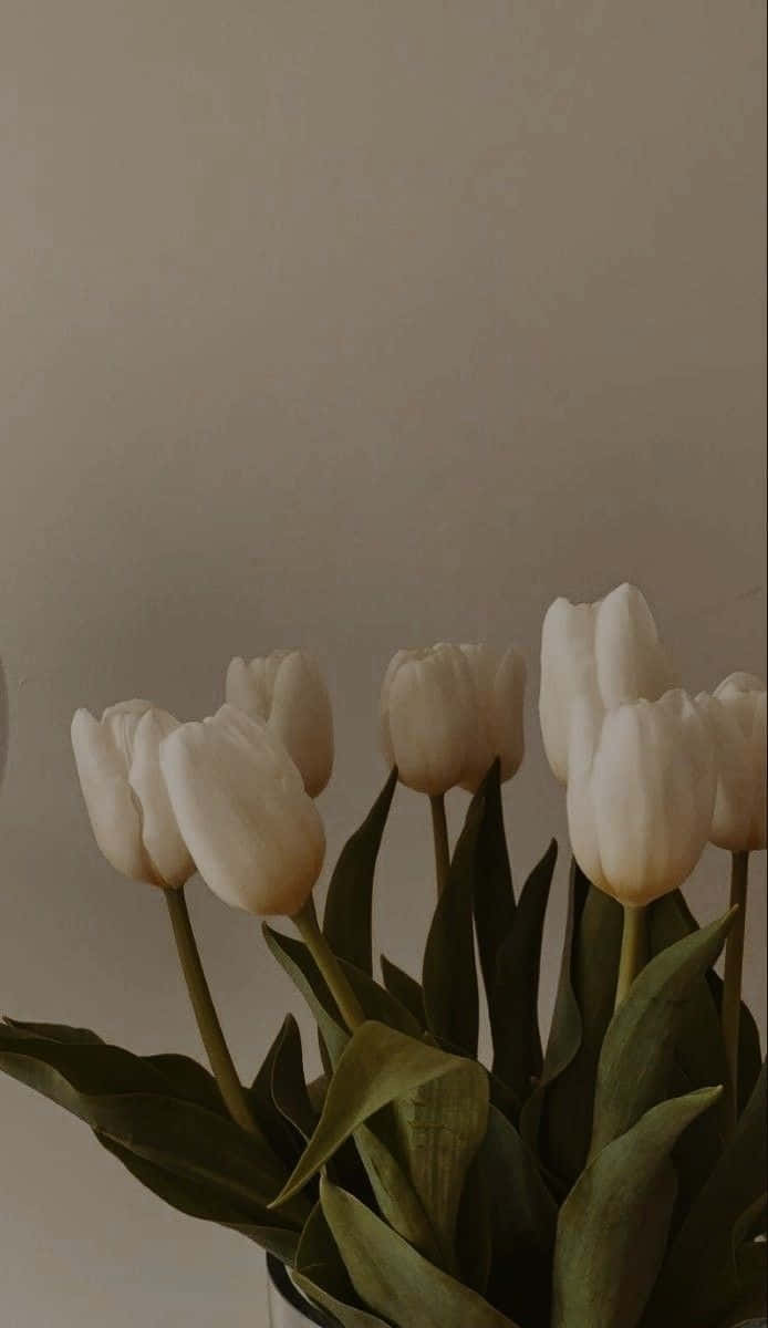 elegant white tulips aesthetic, white tulips, green leaves, SD Phone Wallpaper