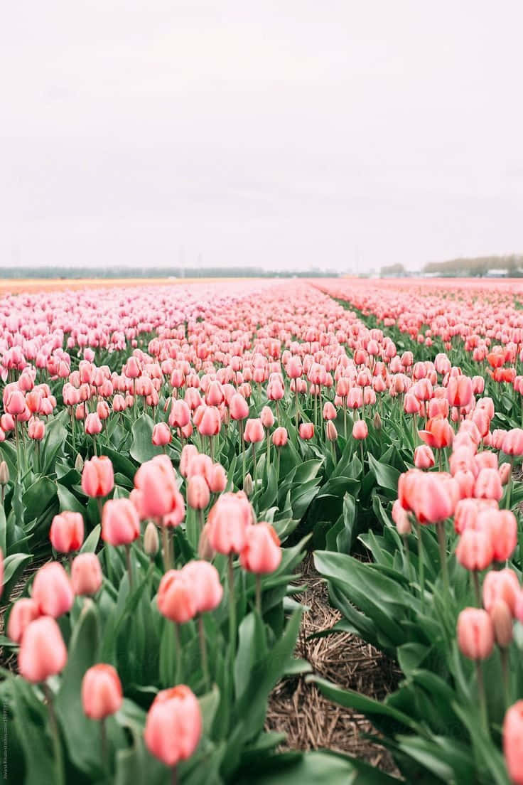 vibrant pink tulips, soft overcast sky, vast cultivated field, SD Phone Wallpaper