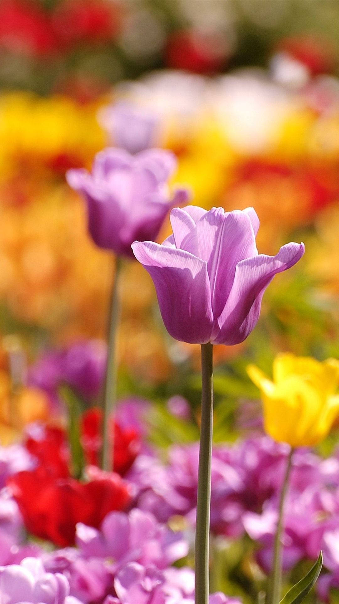 vibrant purple tulip, colorful blurred garden, red yellow and pink blooms, Full HD Phone Wallpaper