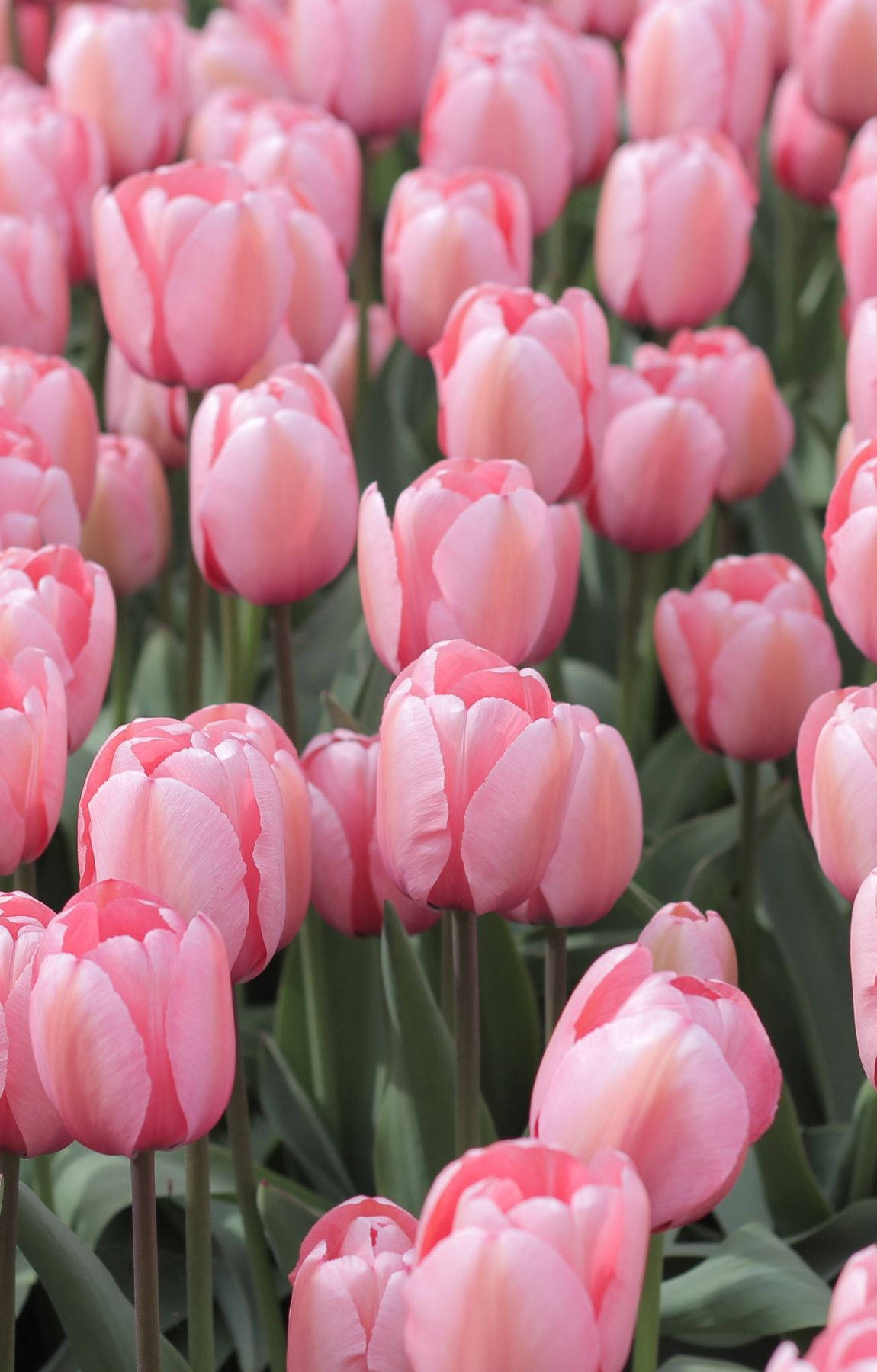 baby pink tulips, full bloom, soft pink tulips, HD Phone Wallpaper