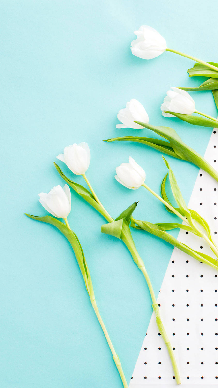 White tulips, green stems, turquoise background, HD Phone Wallpaper