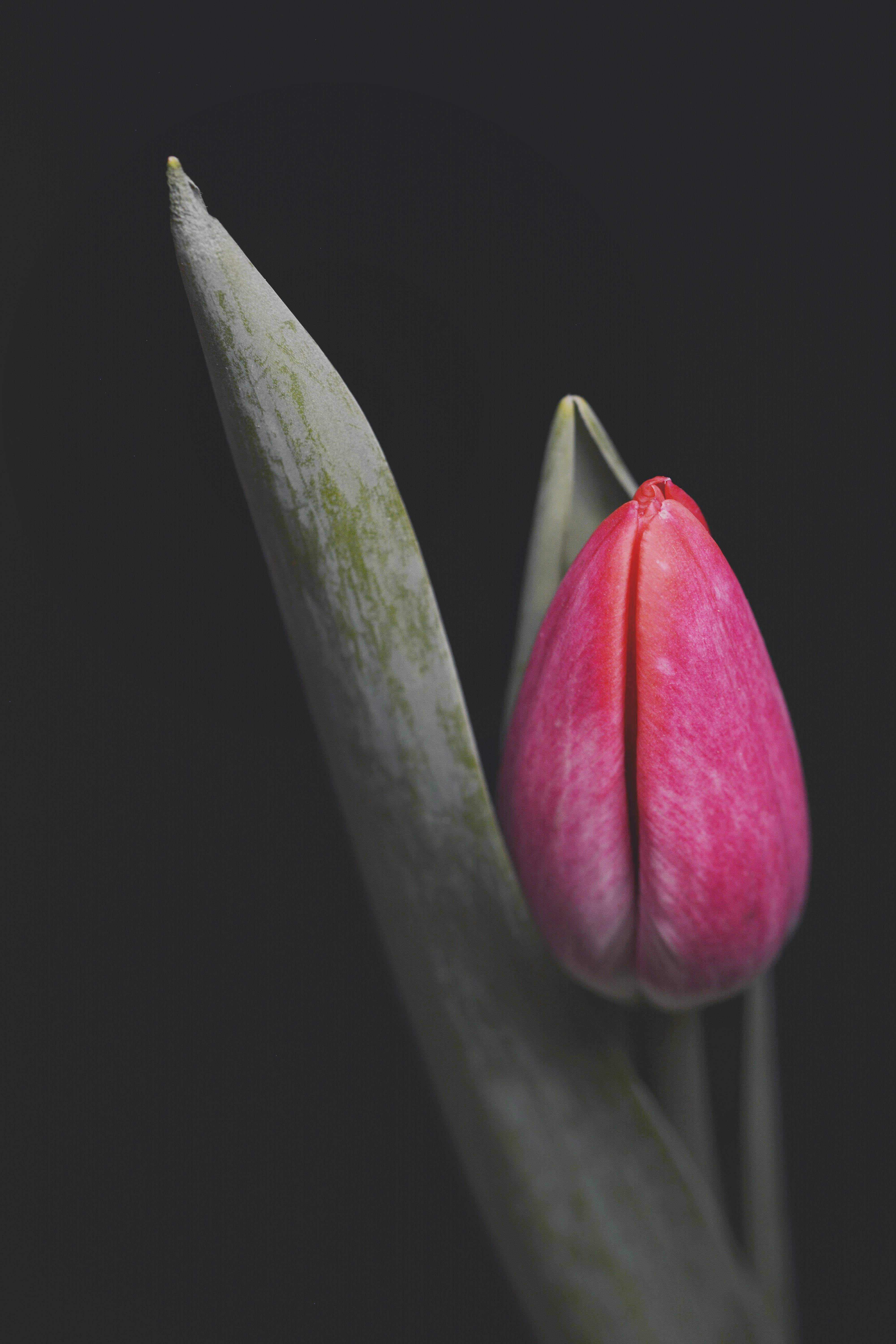 pink tulip flower, iPhone, black background, 5K Phone Wallpaper