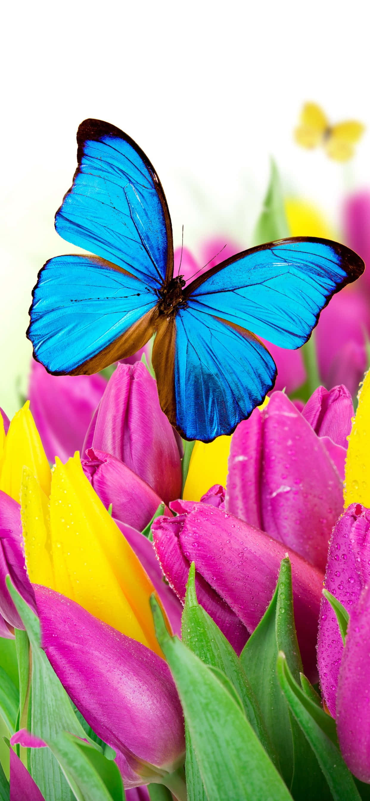 blue morpho butterfly, pink and yellow tulips, dewdrops, 2K Phone Wallpaper