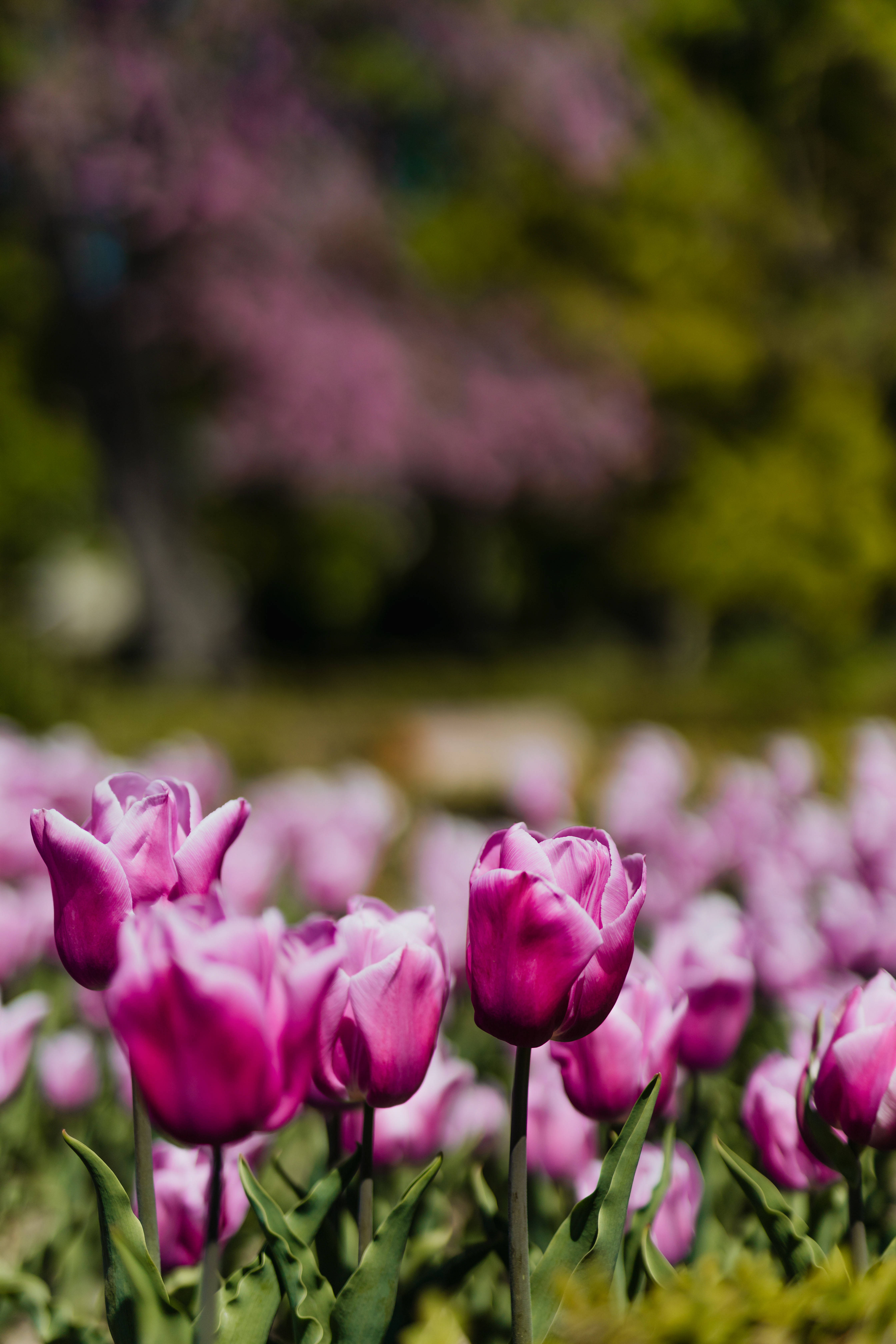 violet tulips, magenta tulips, soft focus, 5K Phone Wallpaper