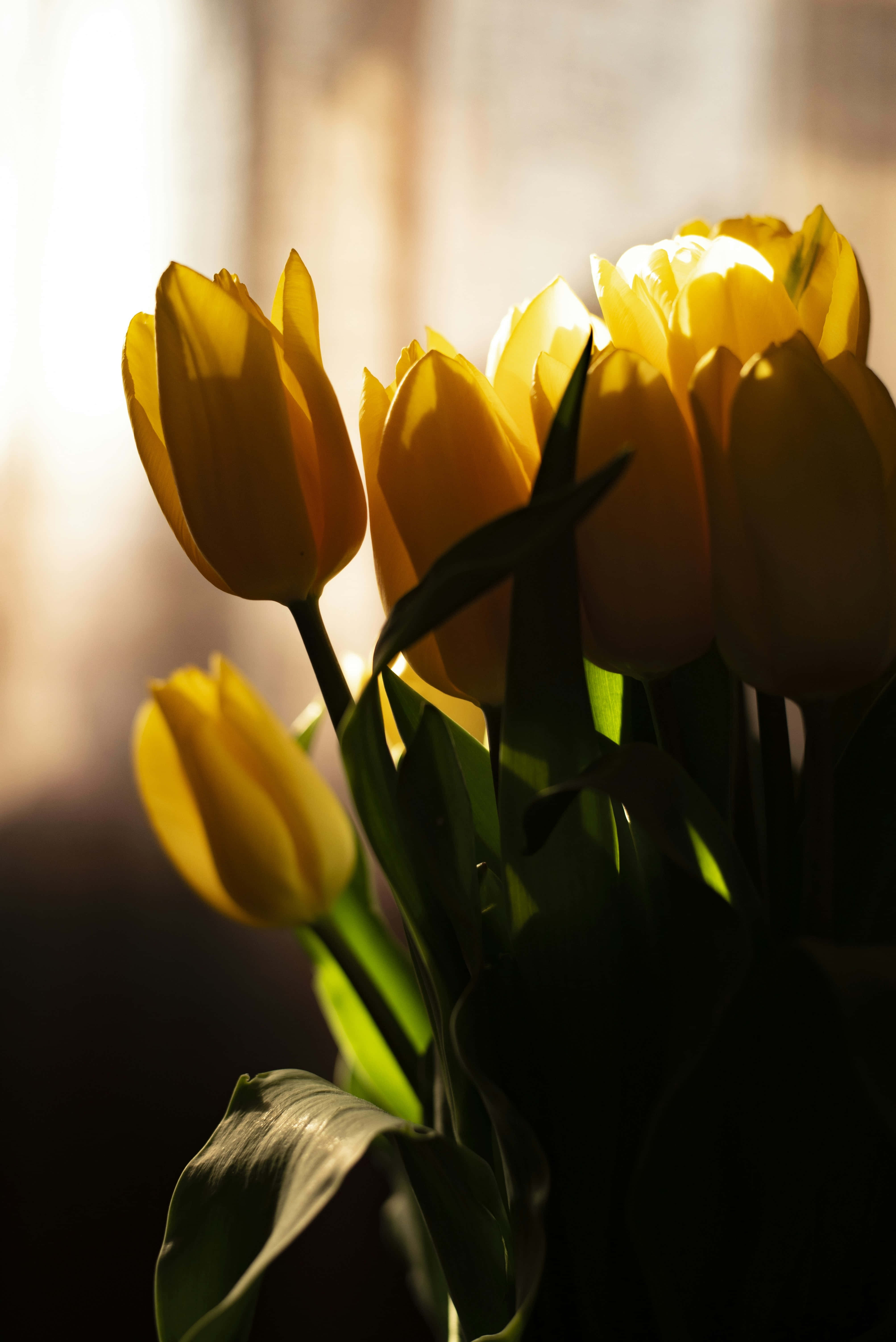 Golden tulips, backlit by sunlight, soft backlighting, 5K Phone Wallpaper