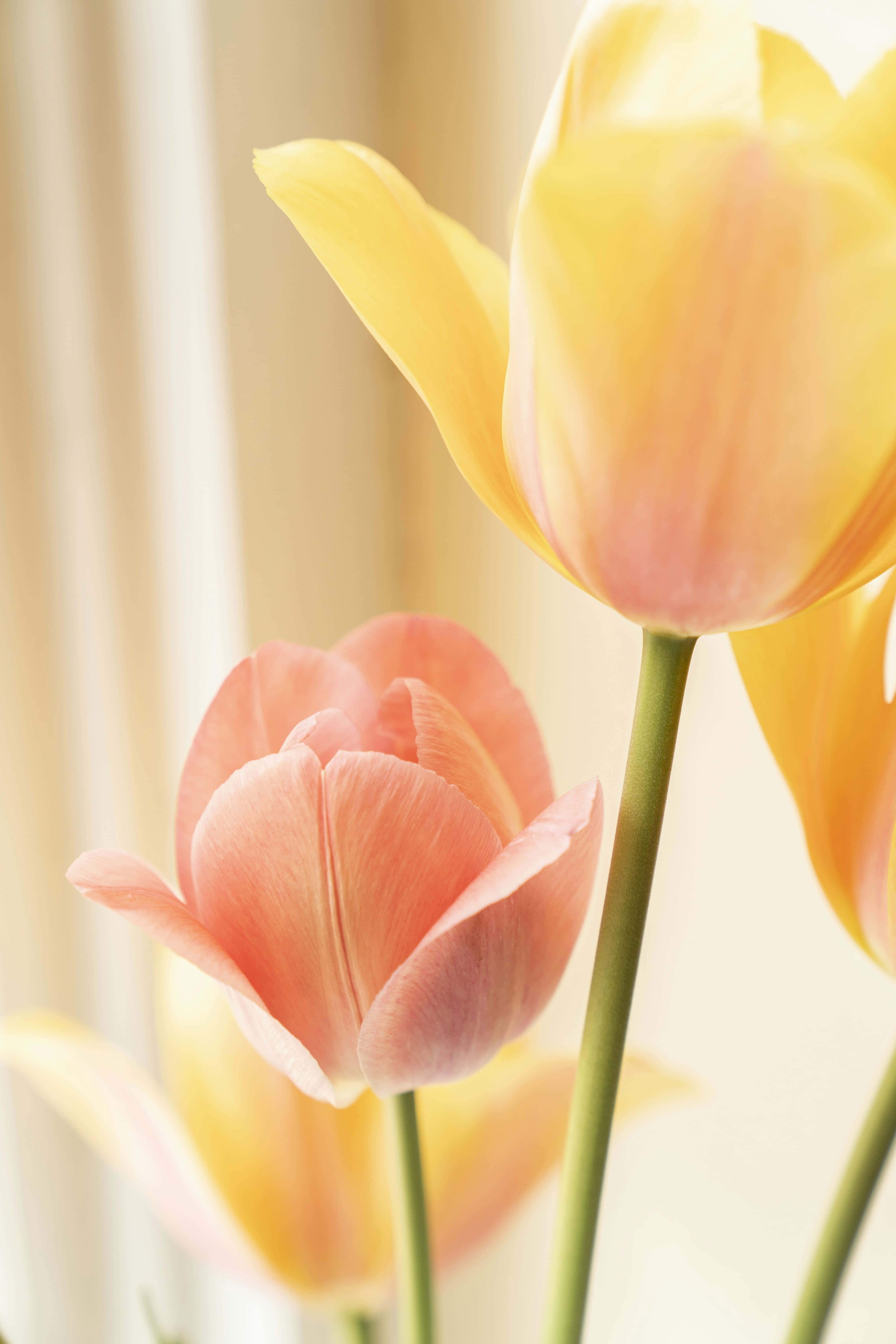 pastel tulips, yellow, peach, 5K Phone Wallpaper