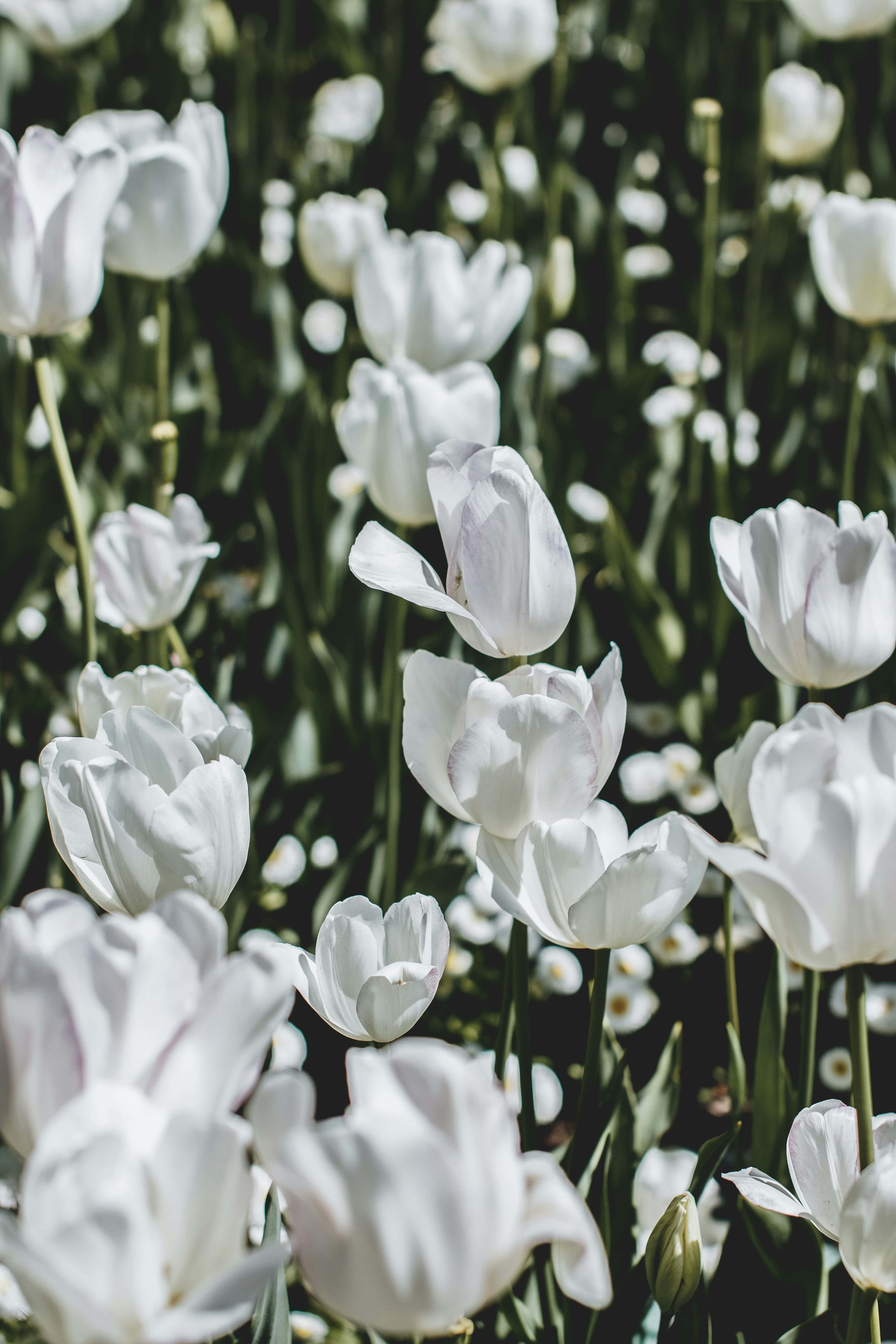 white tulips, sunlit field, green stems, 5K Phone Wallpaper