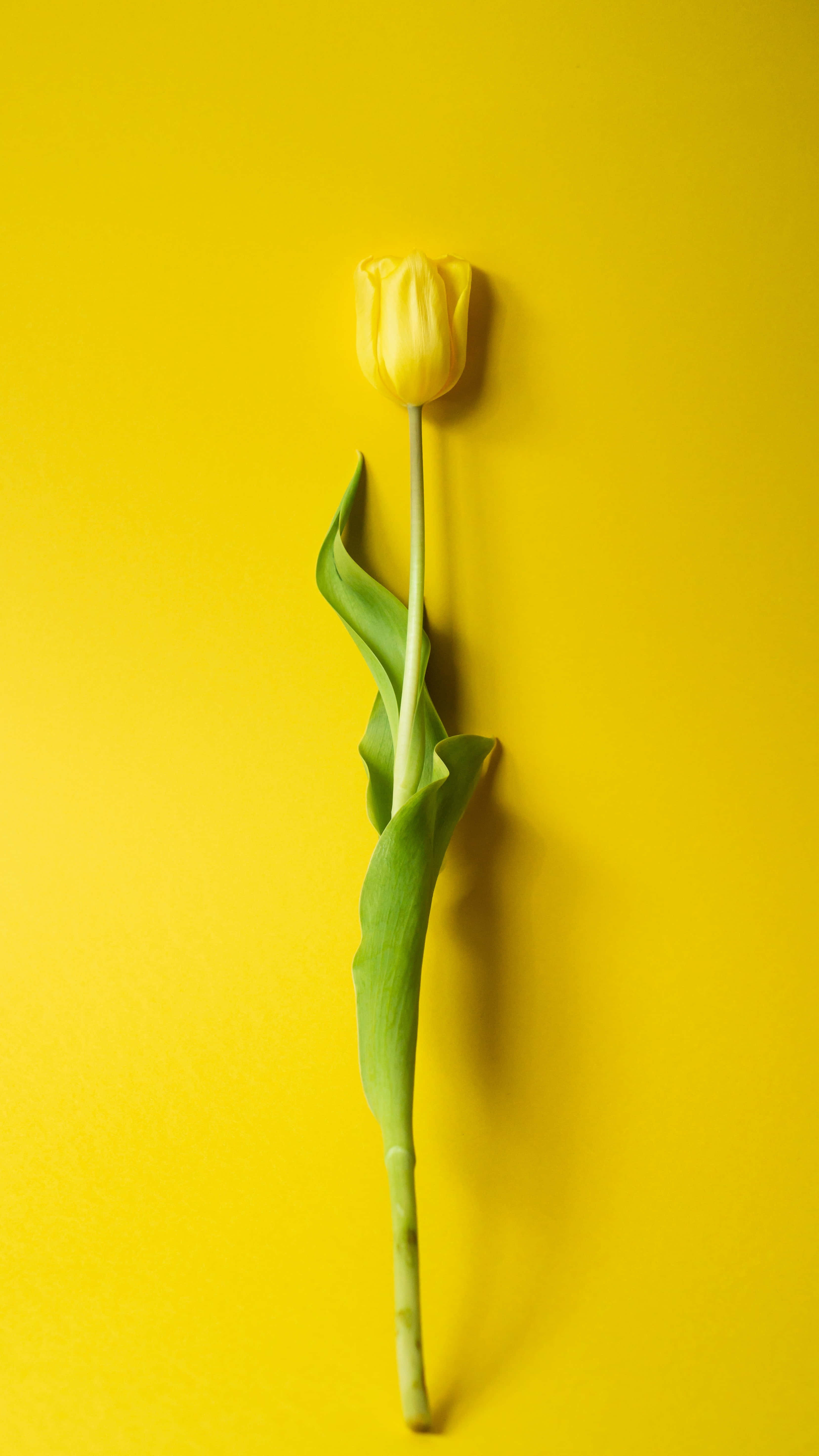 yellow tulip, green stem, leaves, 5K Phone Wallpaper
