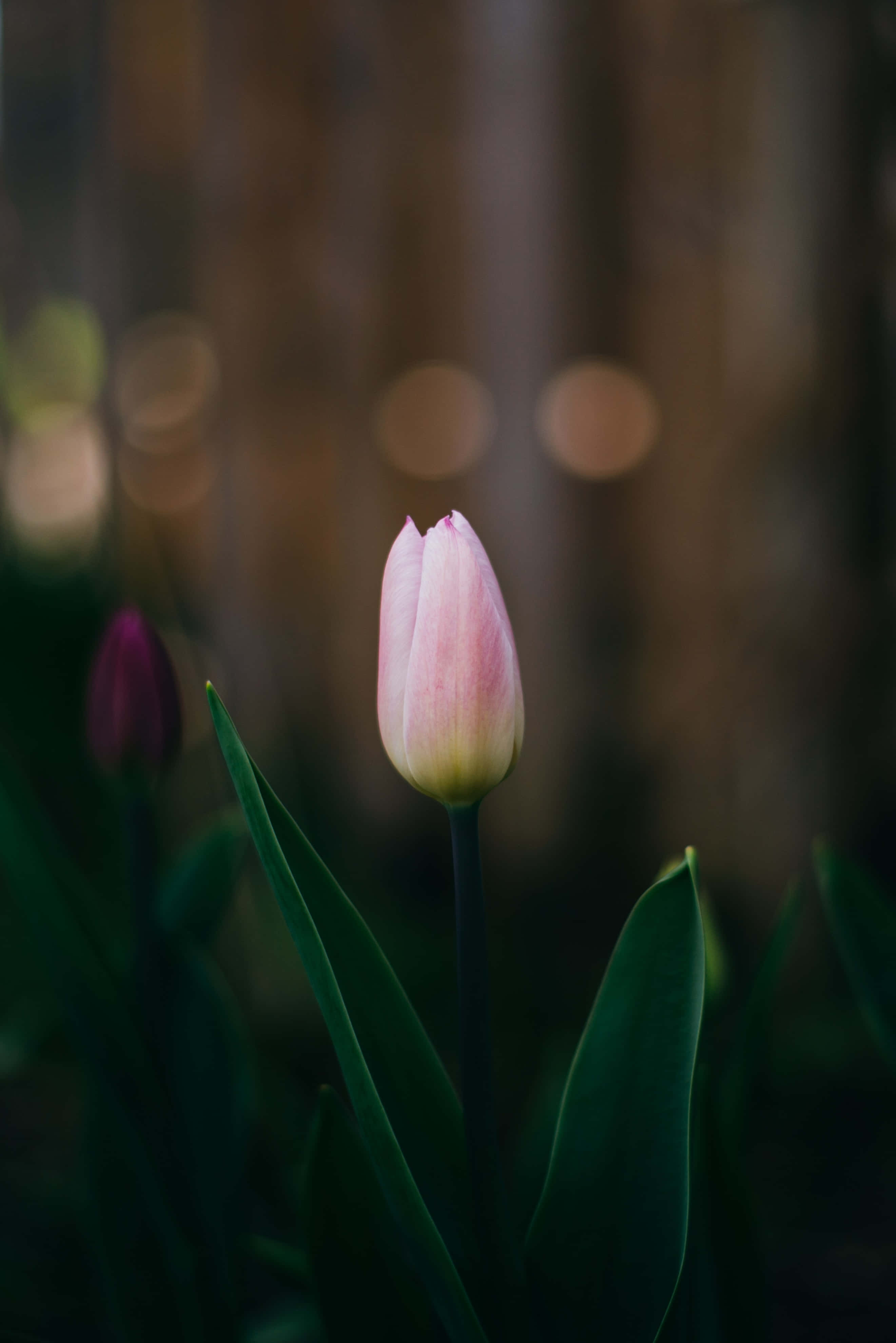 pink tulip, green leaves, softly blurred wooden background, 4K Phone Wallpaper