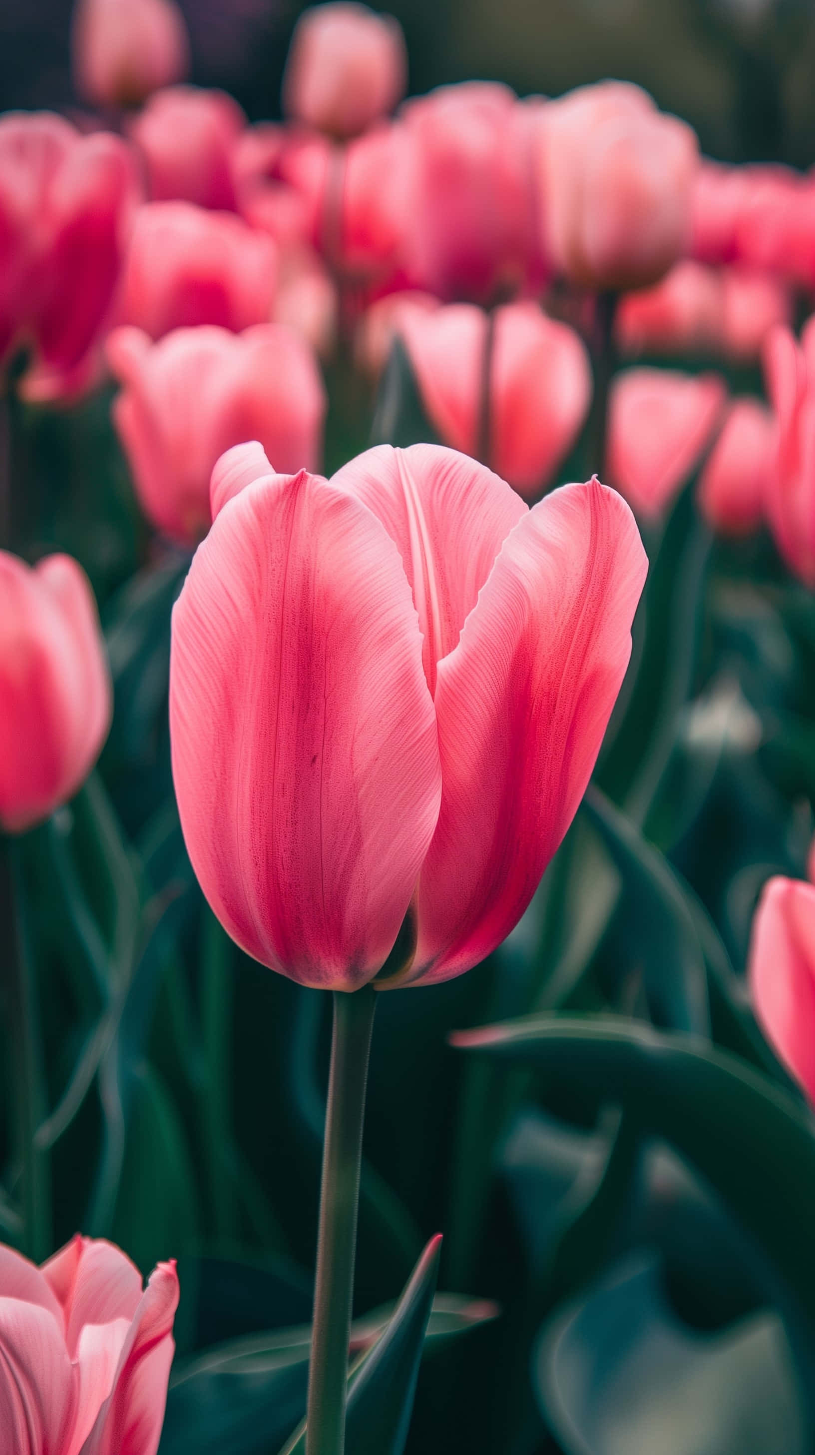 vibrant pink tulip, field of identical blooms, natural light, 2K Phone Wallpaper