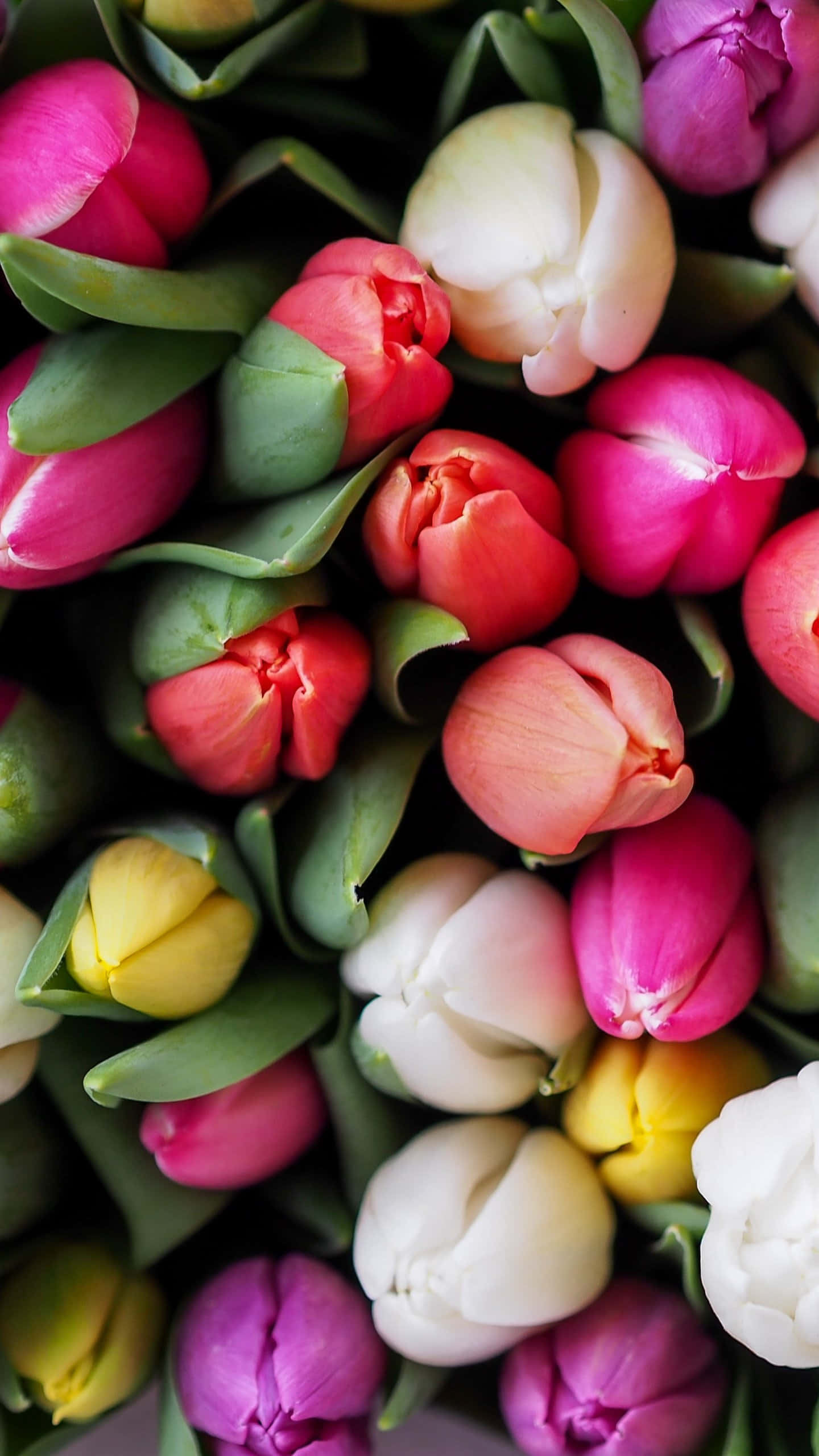 tulips, pink, red, 2K Phone Wallpaper
