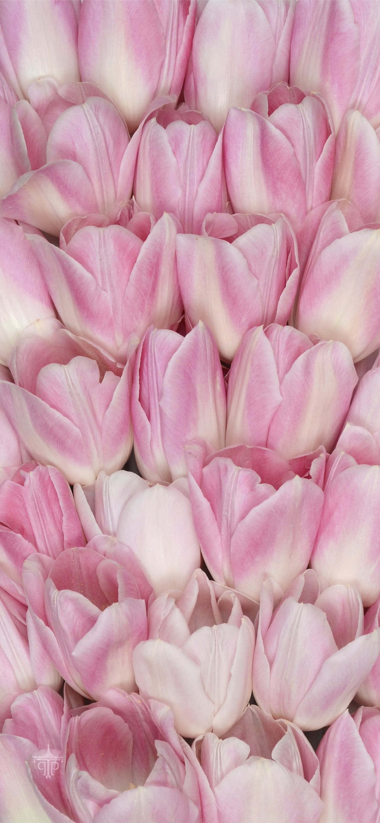 pink tulip petals, soft pink, white tulips, 2K Phone Wallpaper