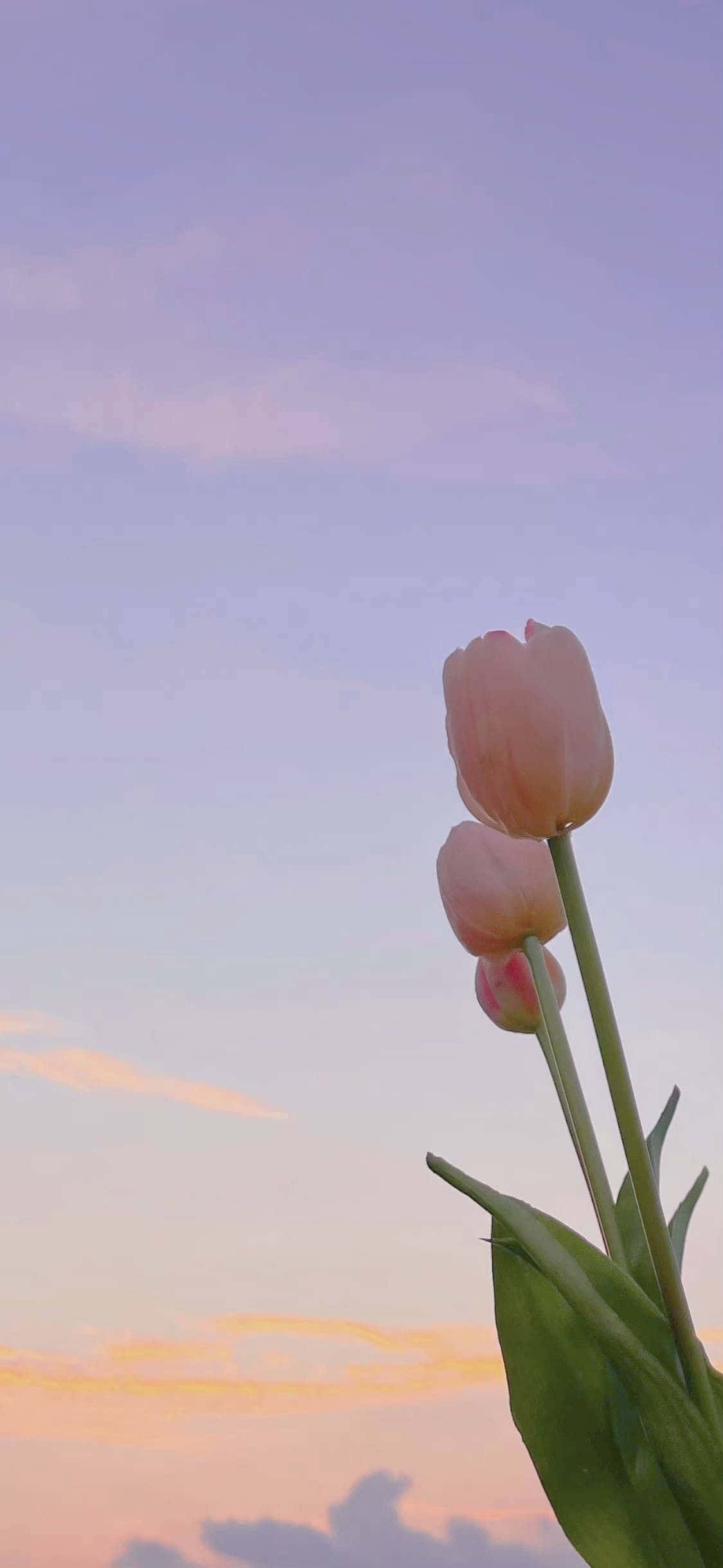 Twilight Tulips Skyline, pink tulip, soft purple and peach sunset sky, Full HD Phone Wallpaper