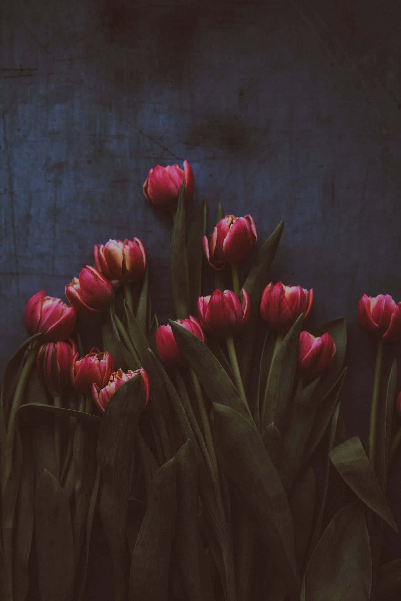 dark blue wall, deep pink tulips, green stems, Full HD Phone Wallpaper