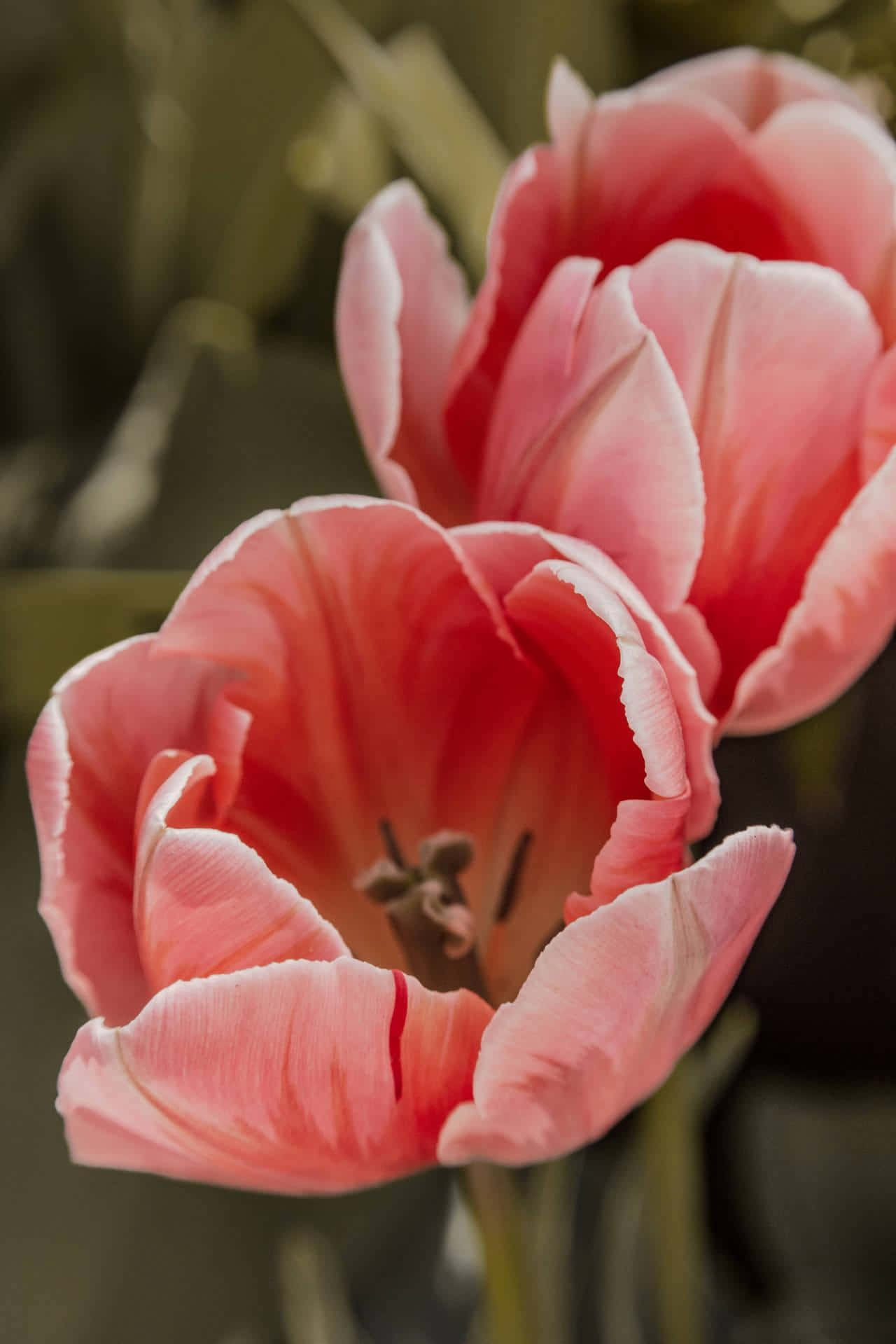 pink tulips, blurred green background, warm golden light, HD Phone Wallpaper