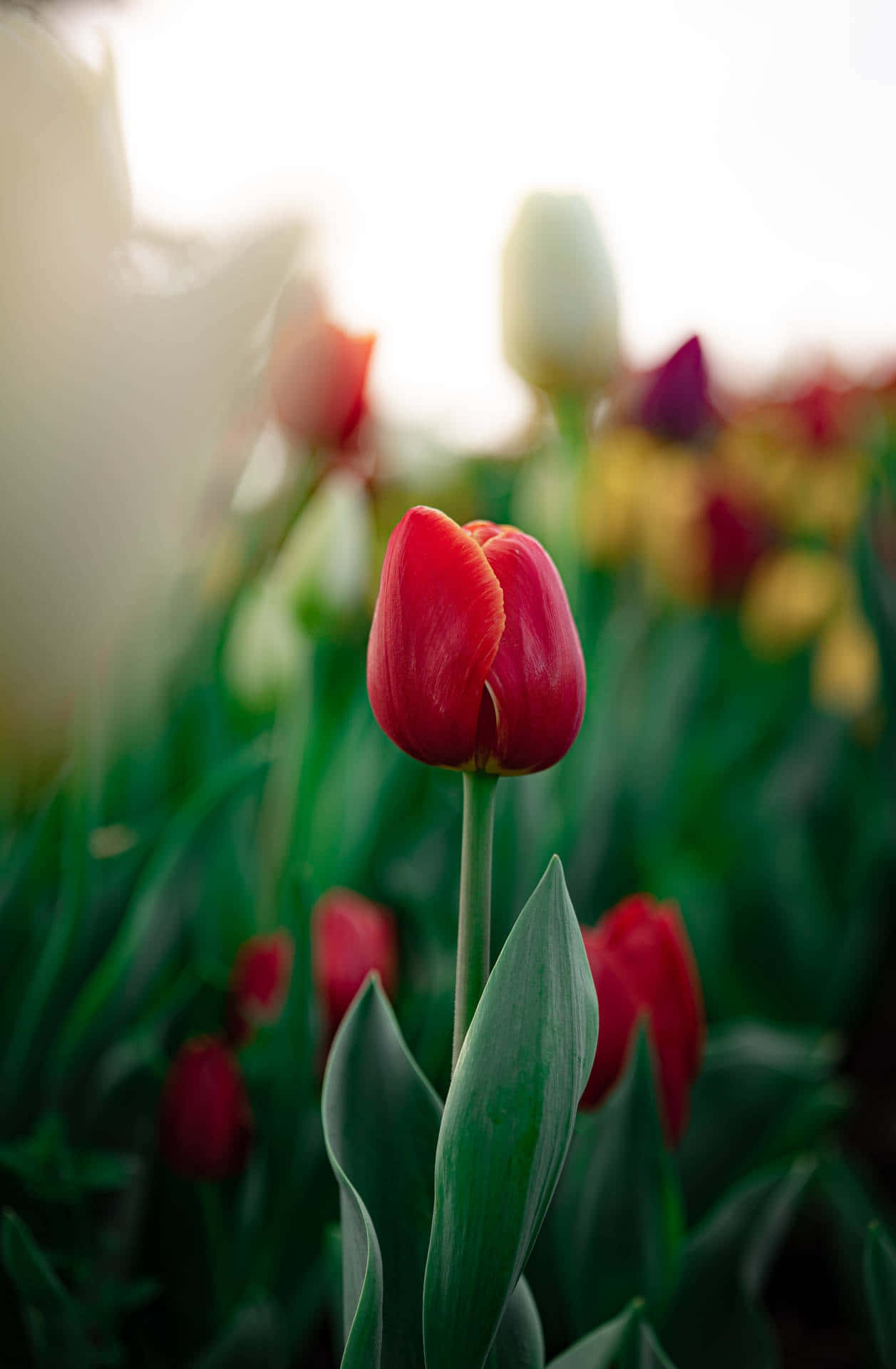 vibrant red tulip, colorful tulips, warm golden sunlight, Full HD Phone Wallpaper