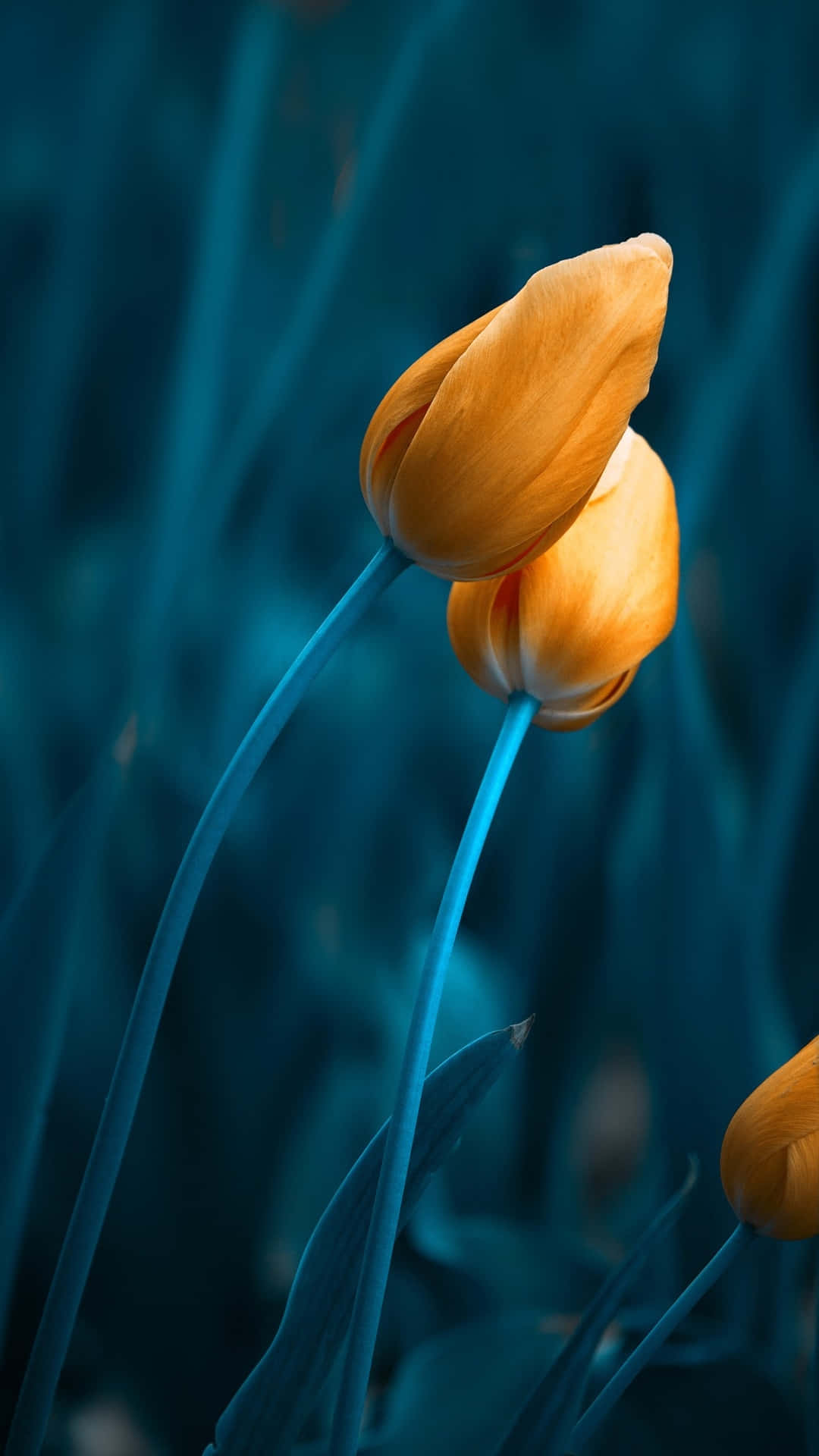 golden tulips, blue backdrop, vibrant orange tulips, Full HD Phone Wallpaper