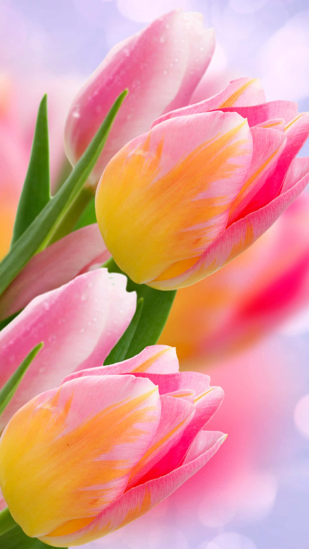 pink tulips, yellow tulips, dew-kissed, Full HD Phone Wallpaper