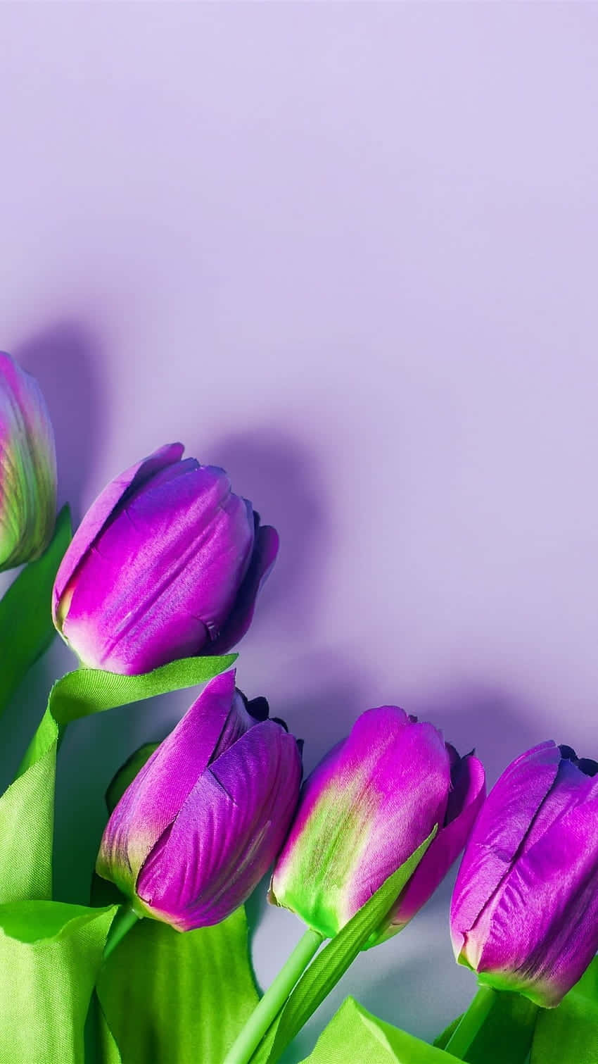 purple tulips, violet backdrop, soft lavender background, HD Phone Wallpaper