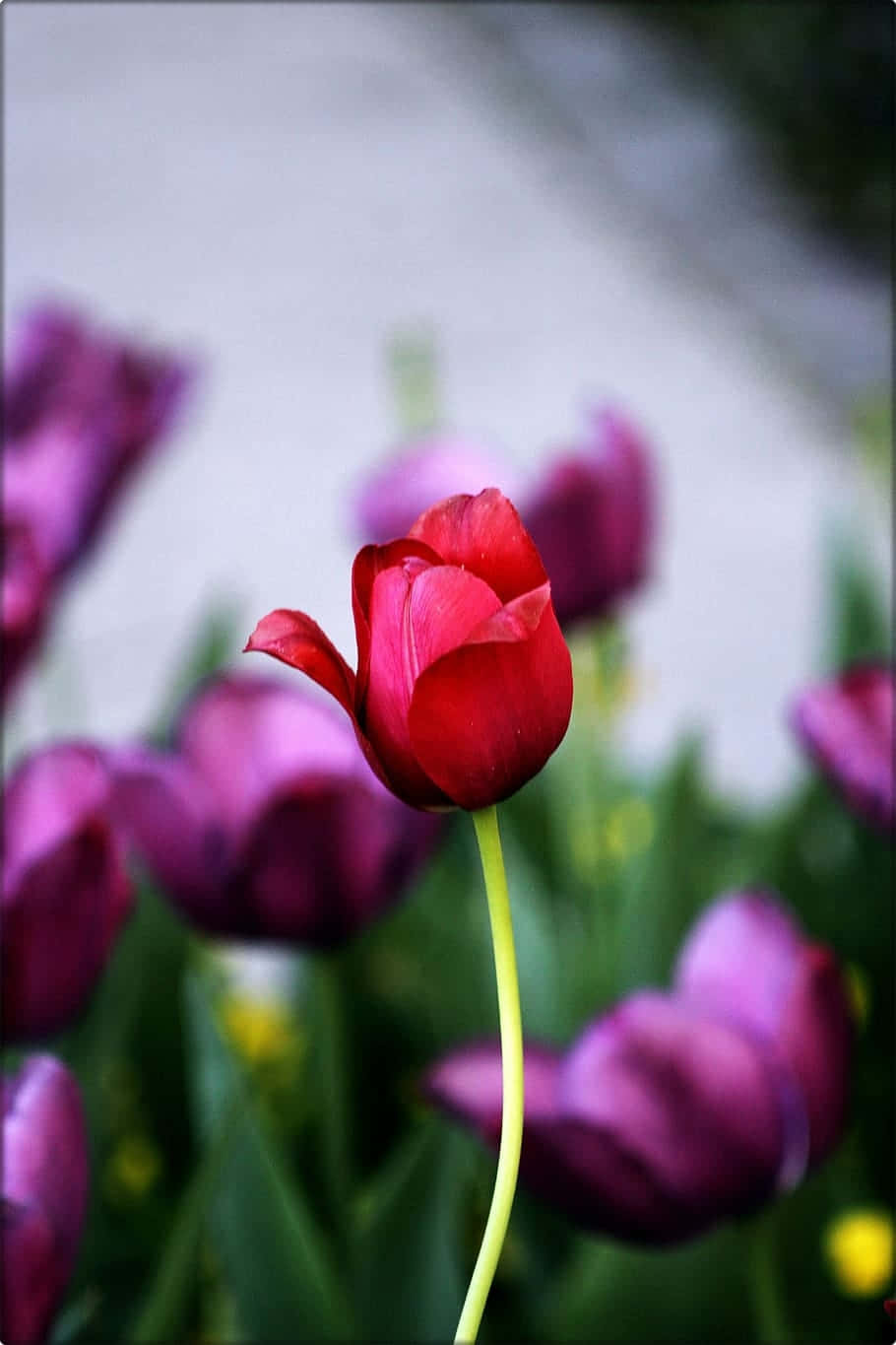 red tulip, purple tulips, green foliage, HD Phone Wallpaper