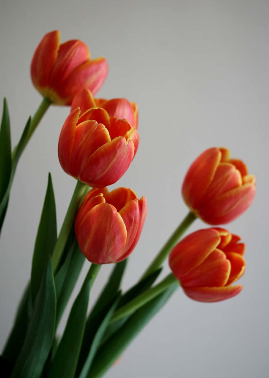 vibrant orange tulips, yellow tulips, green stems, HD Phone Wallpaper