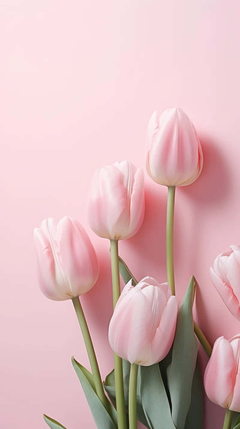 pink tulips, green stems, leaves, HD Phone Wallpaper