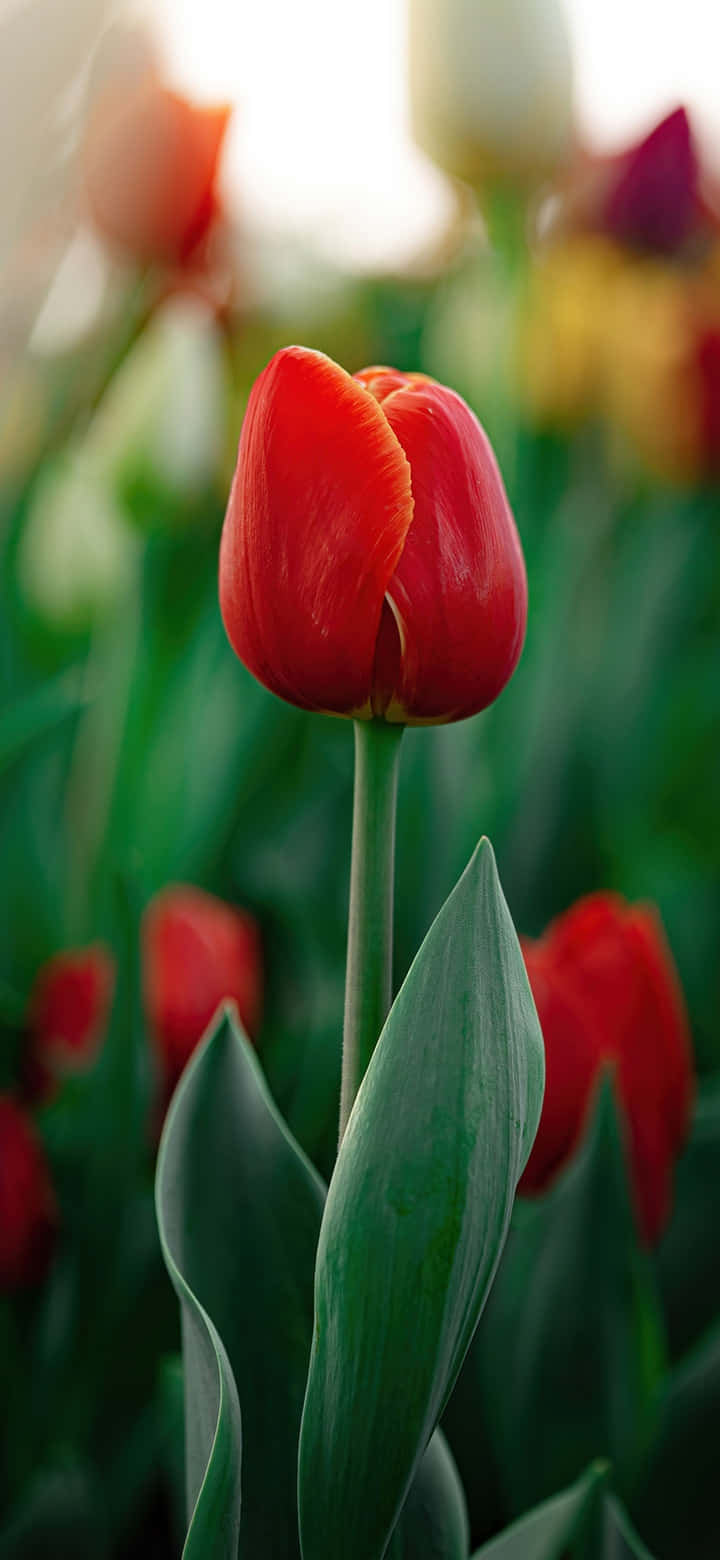 vibrant red tulip, softly blurred field, colorful tulips, HD Phone Wallpaper