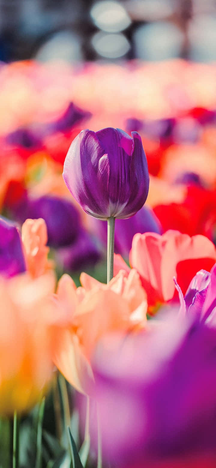 vibrant purple tulip, deep purple tulip, pink orange and red tulips, HD Phone Wallpaper