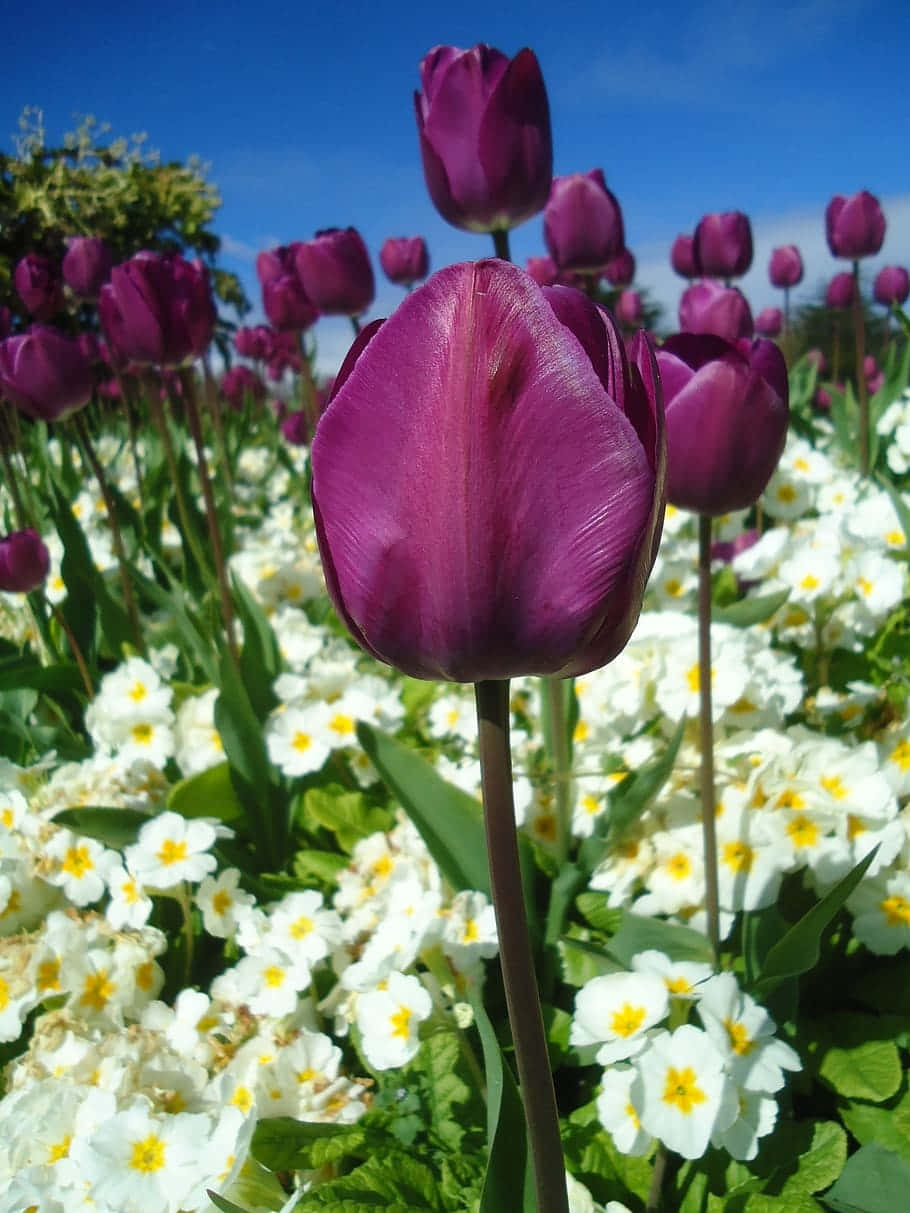 vibrant purple tulips, white primroses, clear blue sky, SD Phone Wallpaper
