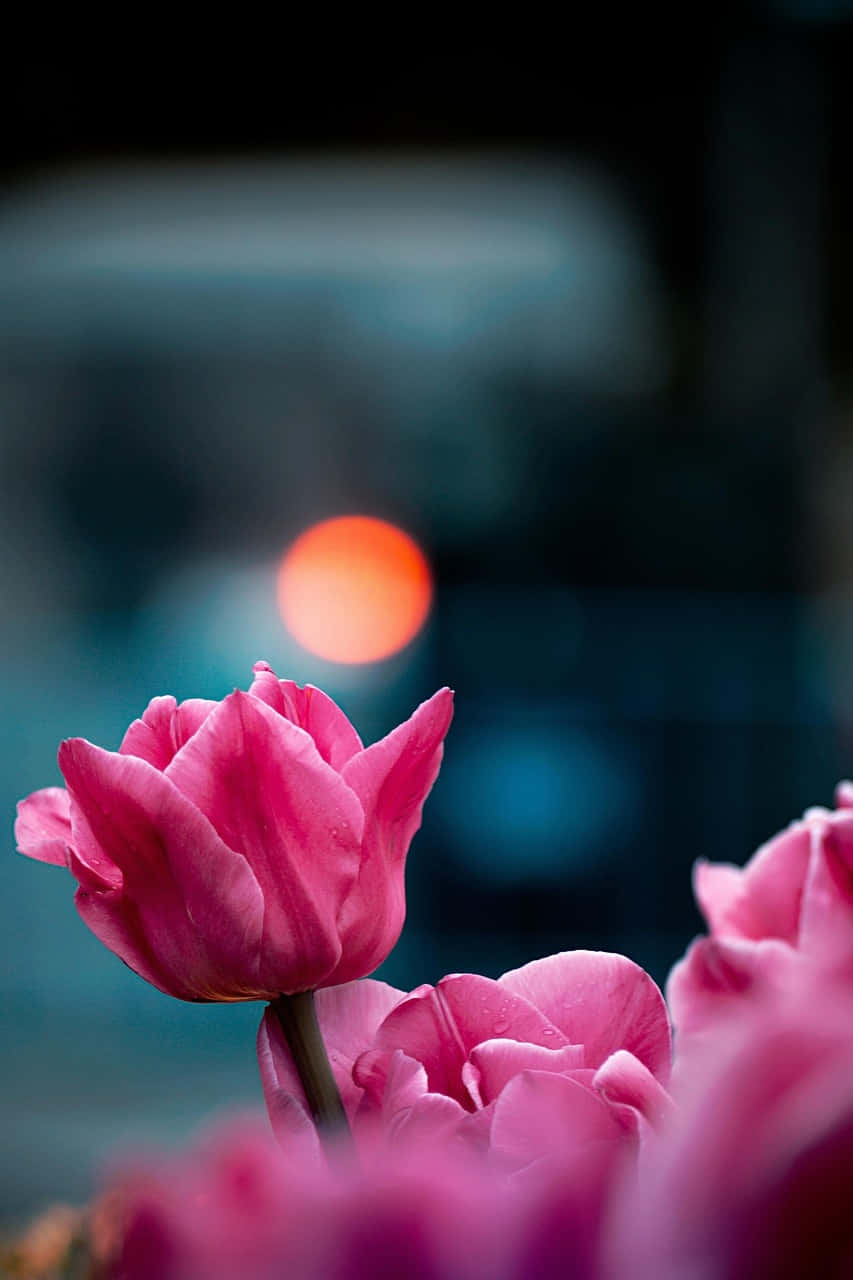 pink tulip, night glow, teal background, HD Phone Wallpaper