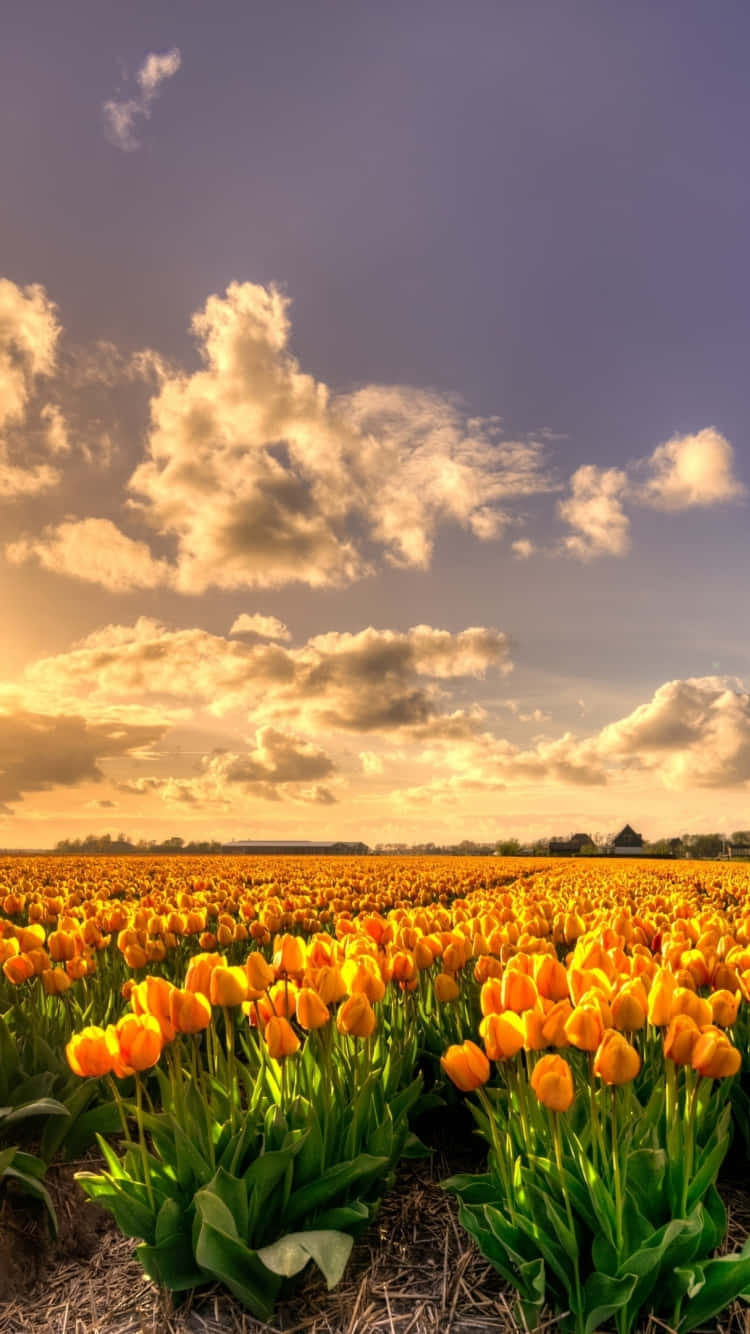golden tulip field, sunset, vibrant orange tulips, HD Phone Wallpaper