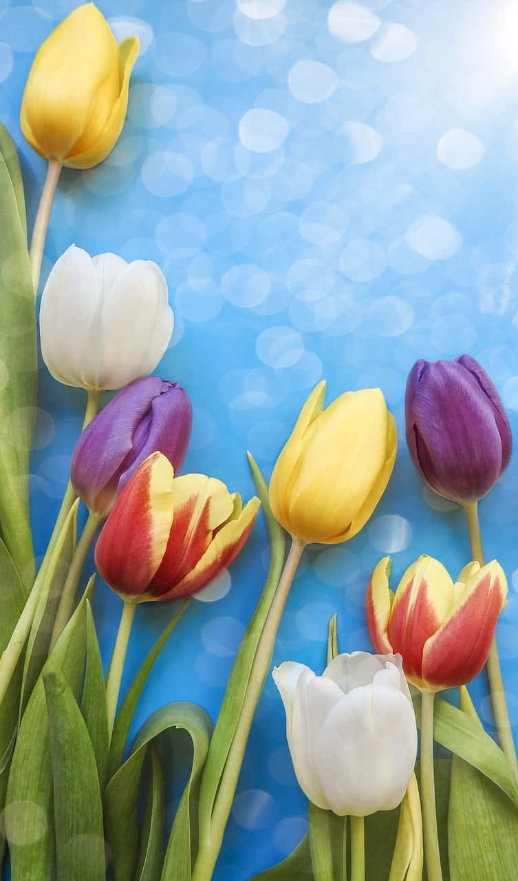 colorful tulips, blue background, bright blue bokeh background, HD Phone Wallpaper