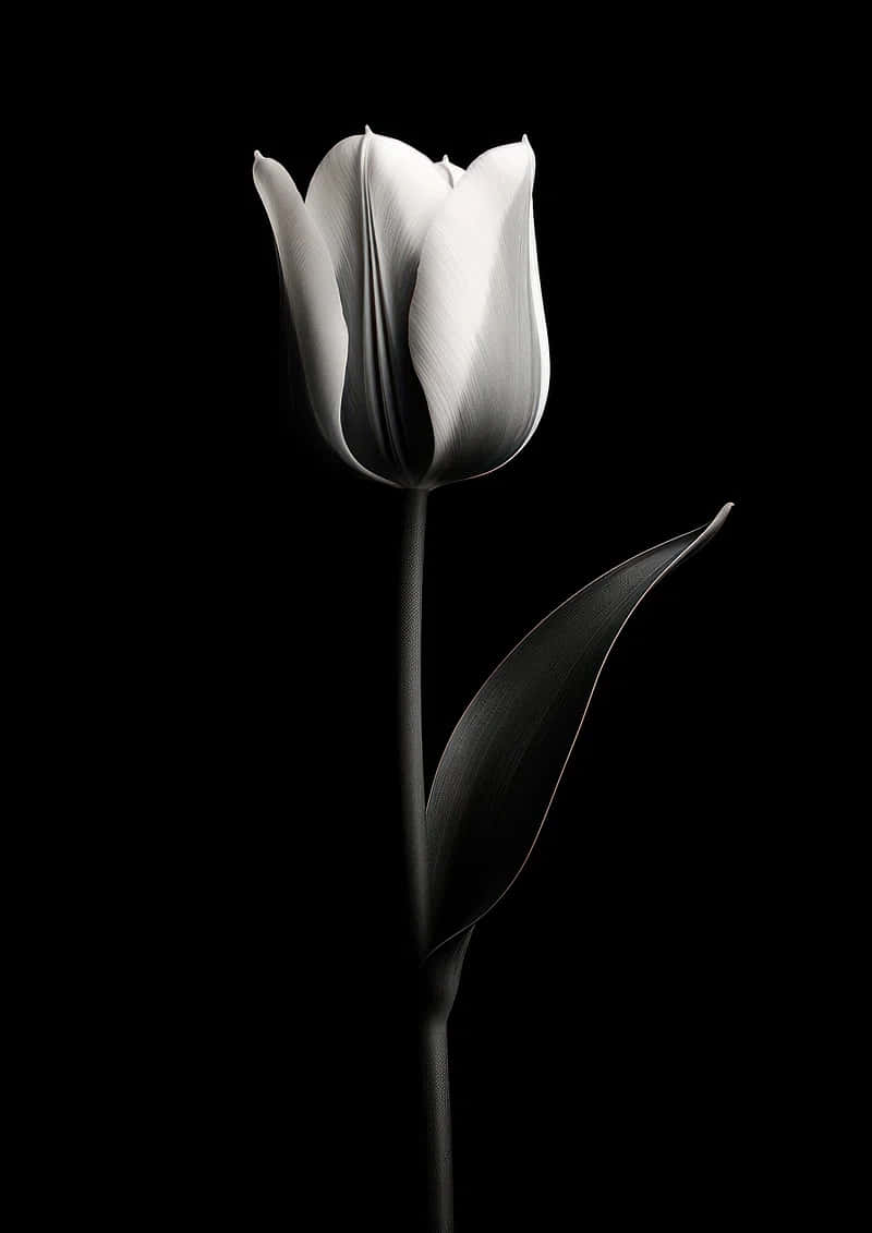 white tulip, delicate petals, slender stem, SD Phone Wallpaper